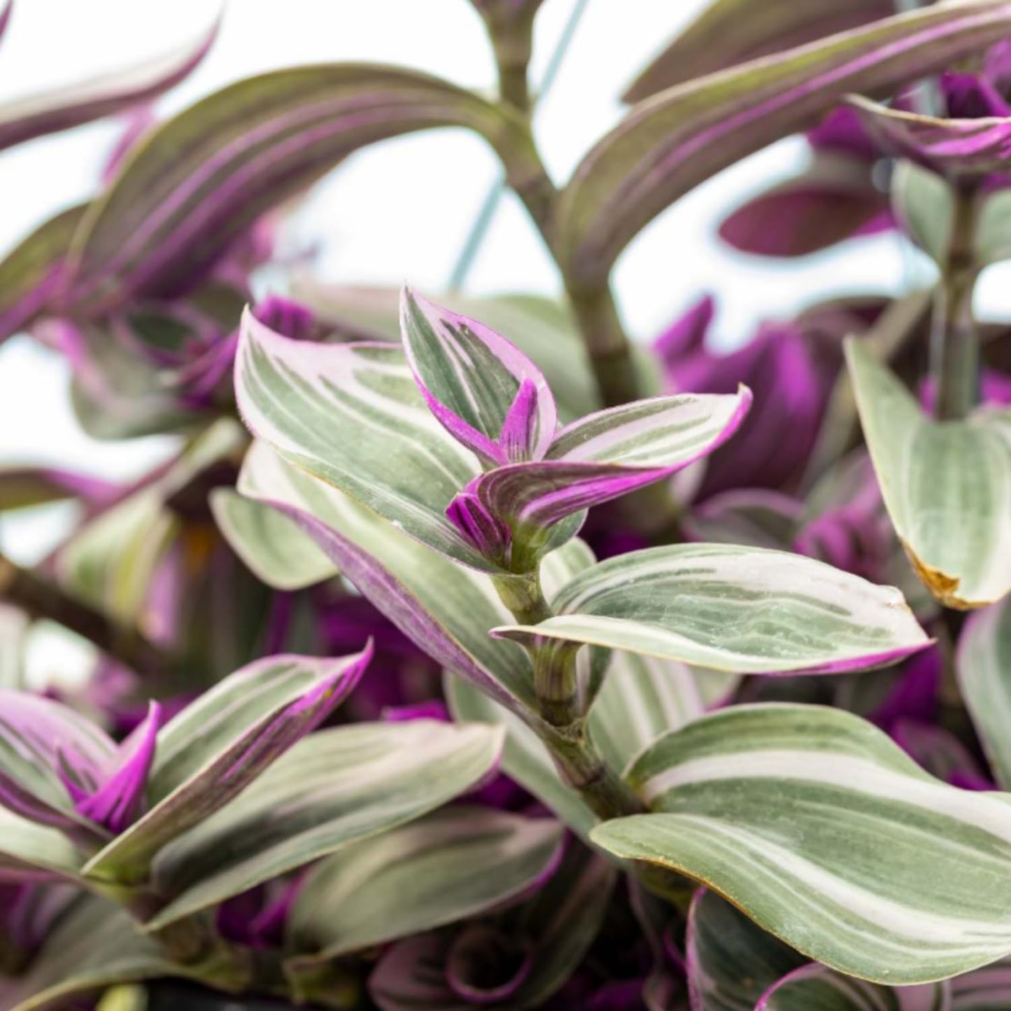Wandering Jew Live Plant, Pink Wandering Jew Plant Live Houseplants, Wandering Jew Live Plant Indoor