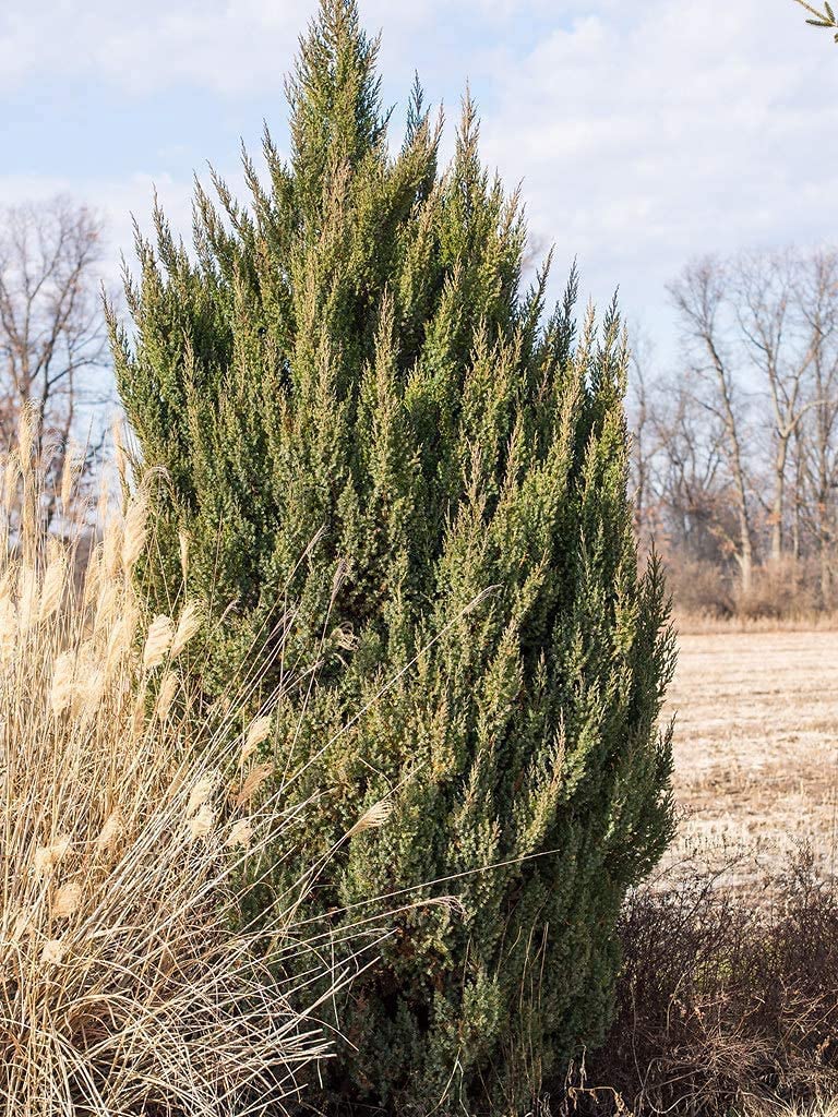Spiny Greek Juniper | 1 Live 4 Inch Pot | Juniperus Chinensis | Drought Tolerant Cold Hardy Evergreen Screening Plants