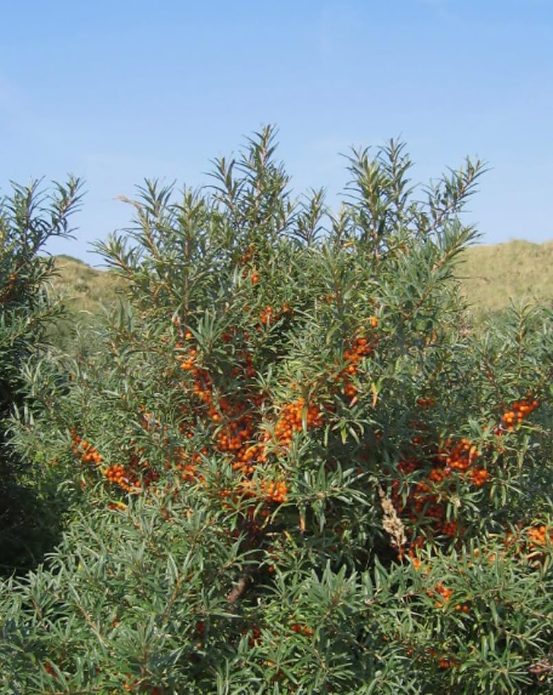 50PCS Sea Buckthorn Seeds Hippophae Rhamnoides Perennial Shrub Seeds Edible Fruit Tree Seeds Easy Grow Outdoor Indoor
