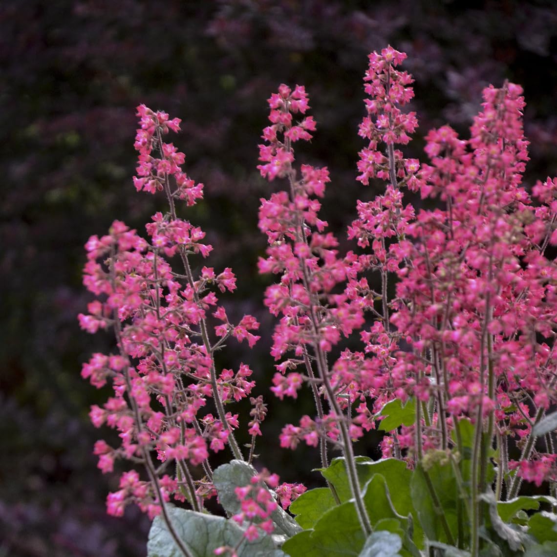 Live Plant from Green Promise Farms - Proven Winners, Heuchera Dolce 'Spearmint' Coral Bells, Green/Silver Flowers - #1 Gallon Size Container