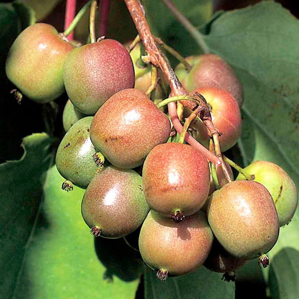 Geneva Female Kiwi Plant - Hardy - 2.5" Pot