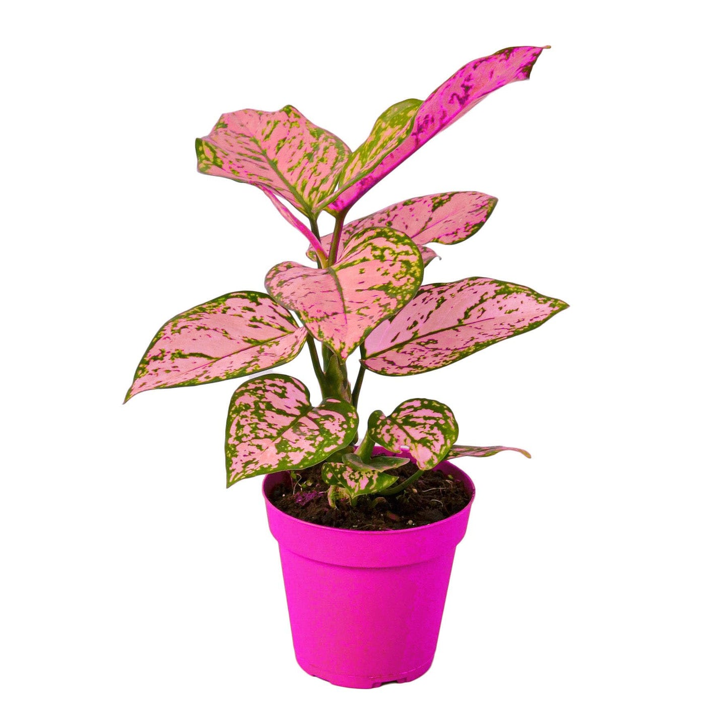 Chinese Evergreen 'Lady Valentine' in 2in Pot - Live Plants Tropical Houseplants | Variegated | USA Growers | The Snobby Leaf