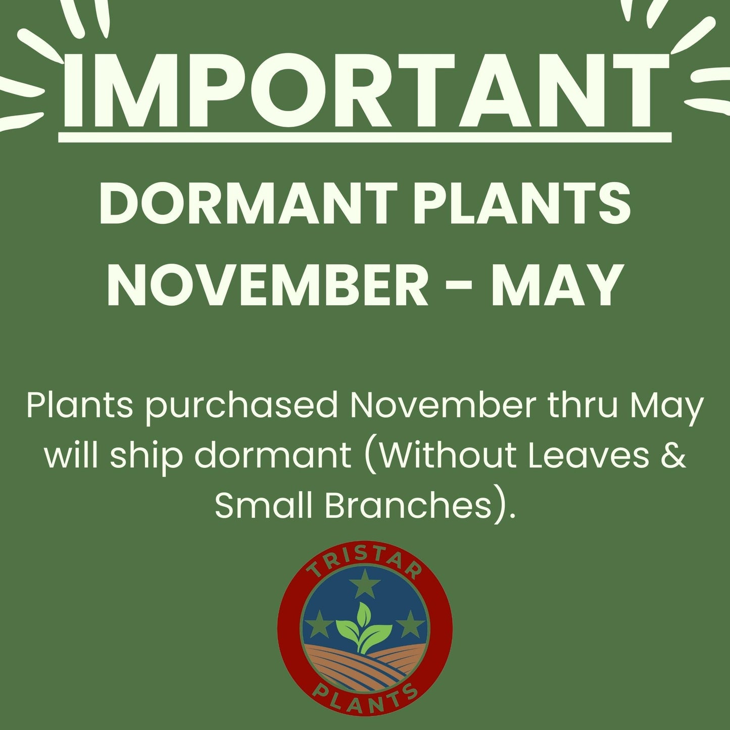 Tristar Plants - Methley Plum Tree - Heavy yielding - Sweet Fruit - Live Plant - 1 Gallon Trade Pot
