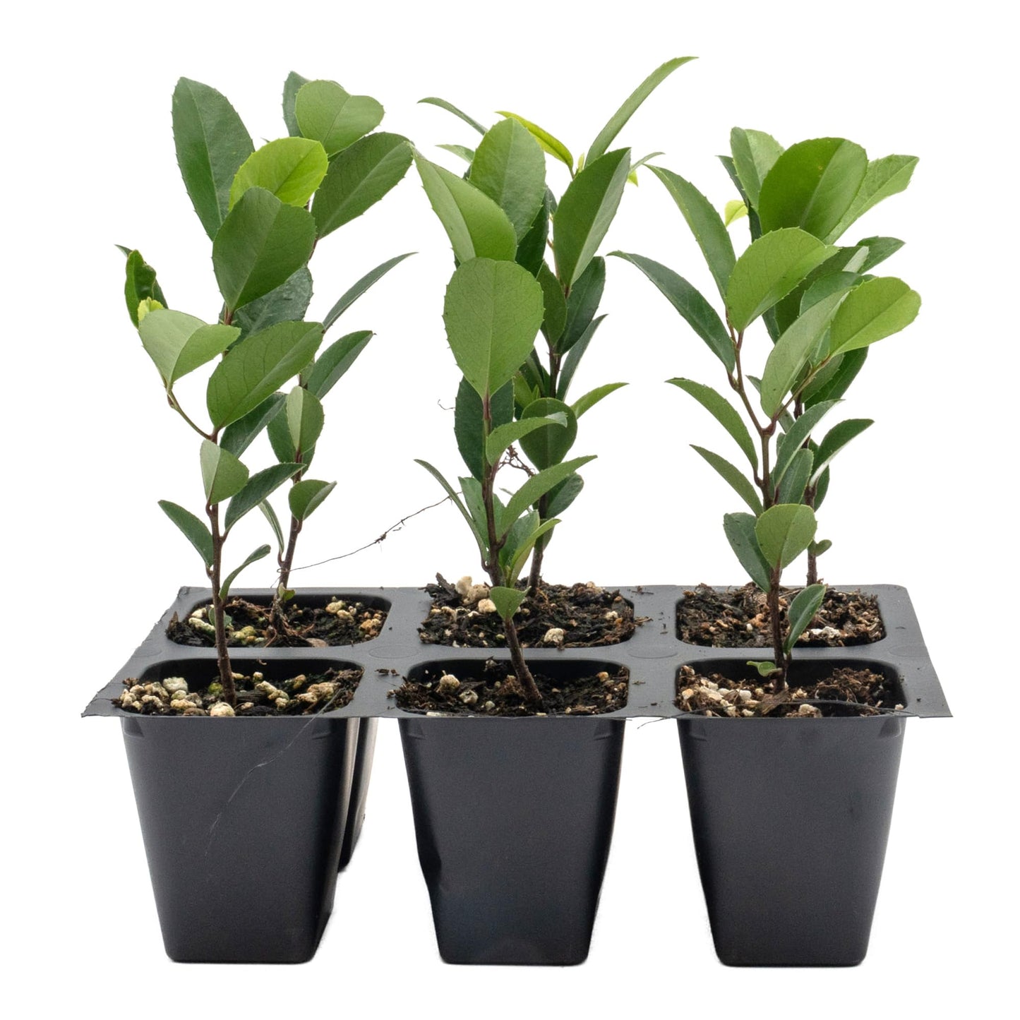 6 Carolina Cherry Laurel in 2.5” Nursery Cubes (Prunus caroliniana) | Evergreen Screening Shrub or Small Tree for Hedges, Borders & Wildlife | Ready-to-Plant Live Starter Plants