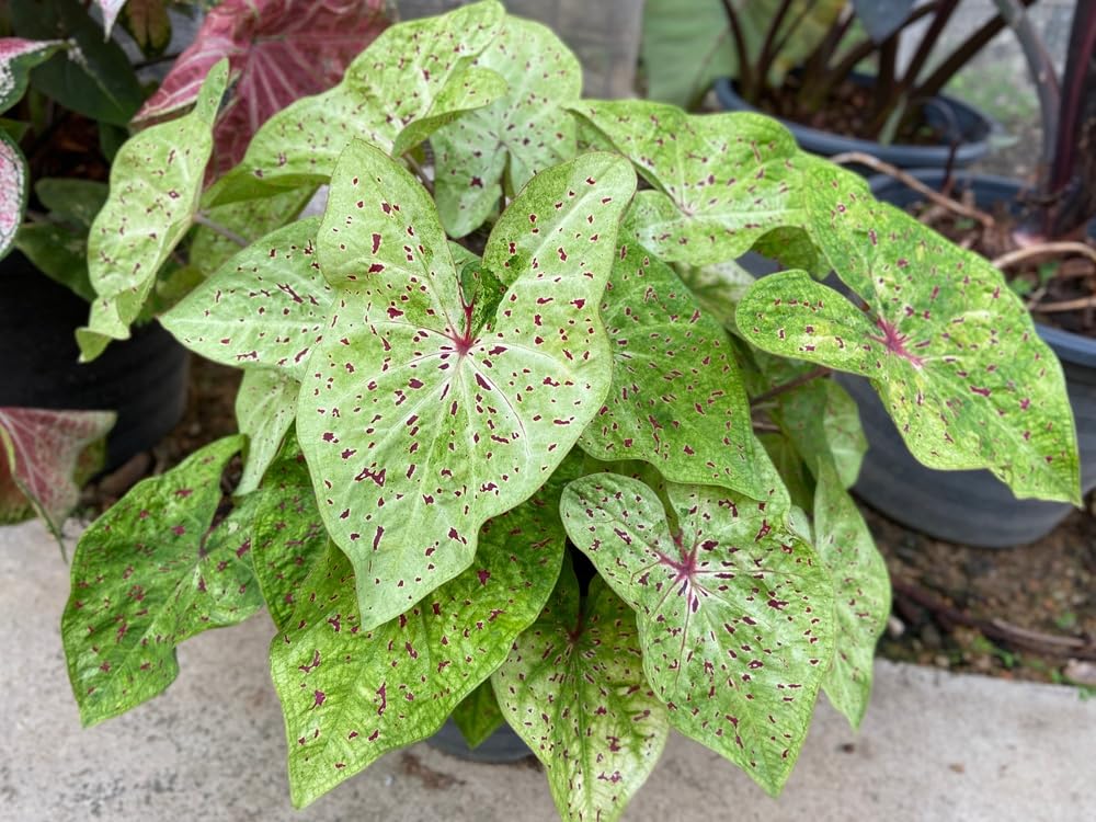 Miss Muffet Caladium Bulbs- Beautiful Chartreuse Leaves and Red Spots - Perennial Hosta, Elephant Ears, Fancy (12 Bulbs)
