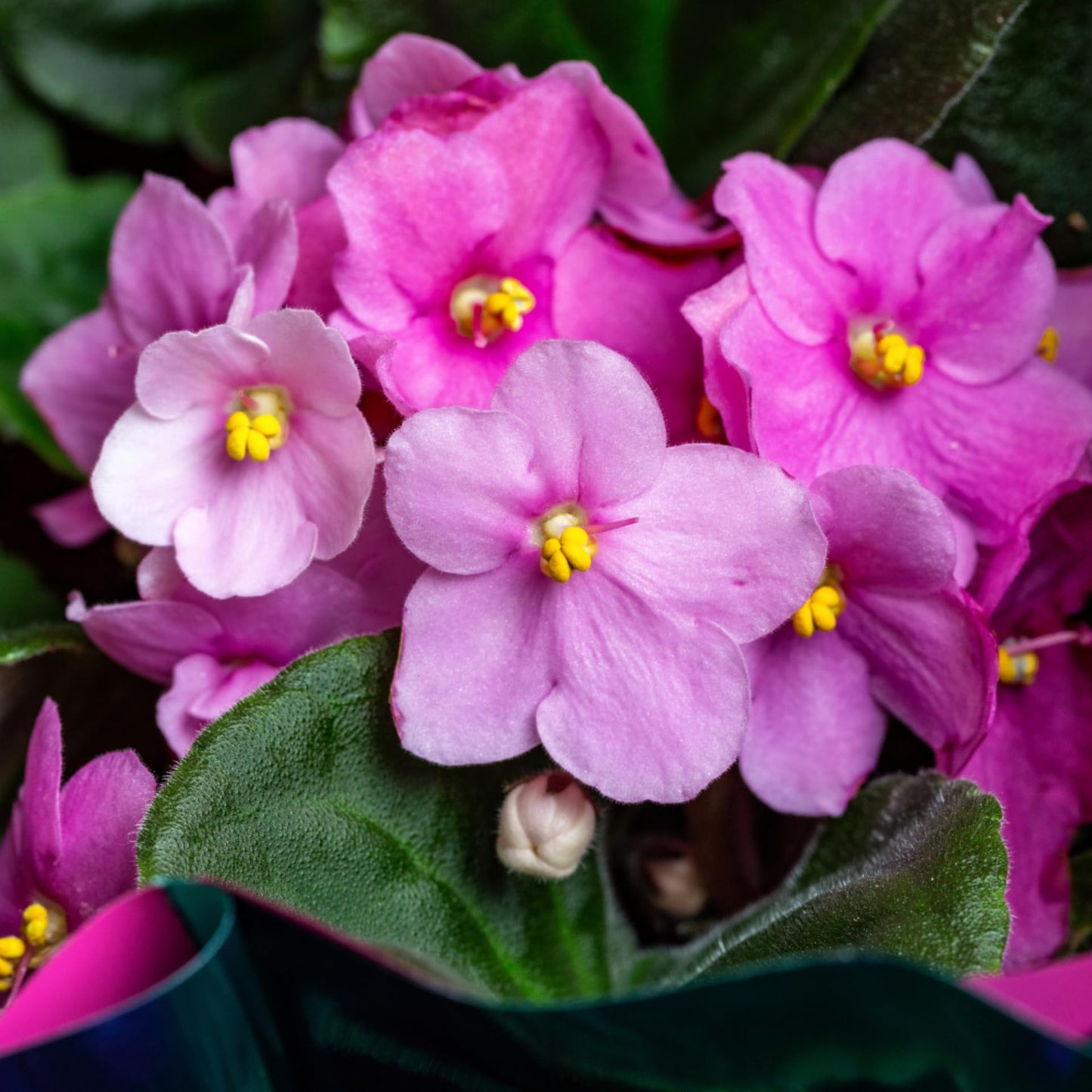 African Violets Live Plant in 4 Inch Pot, Pink Blooms, Perennial Flower Houseplant African Violet Plant for Indoors Outdoor Garden