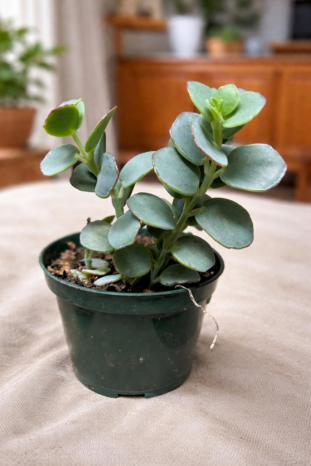 Kalanchoe Panamensis Rare Paddle Succulent, Easy Care Indoor Plant, 4 Inch Pot