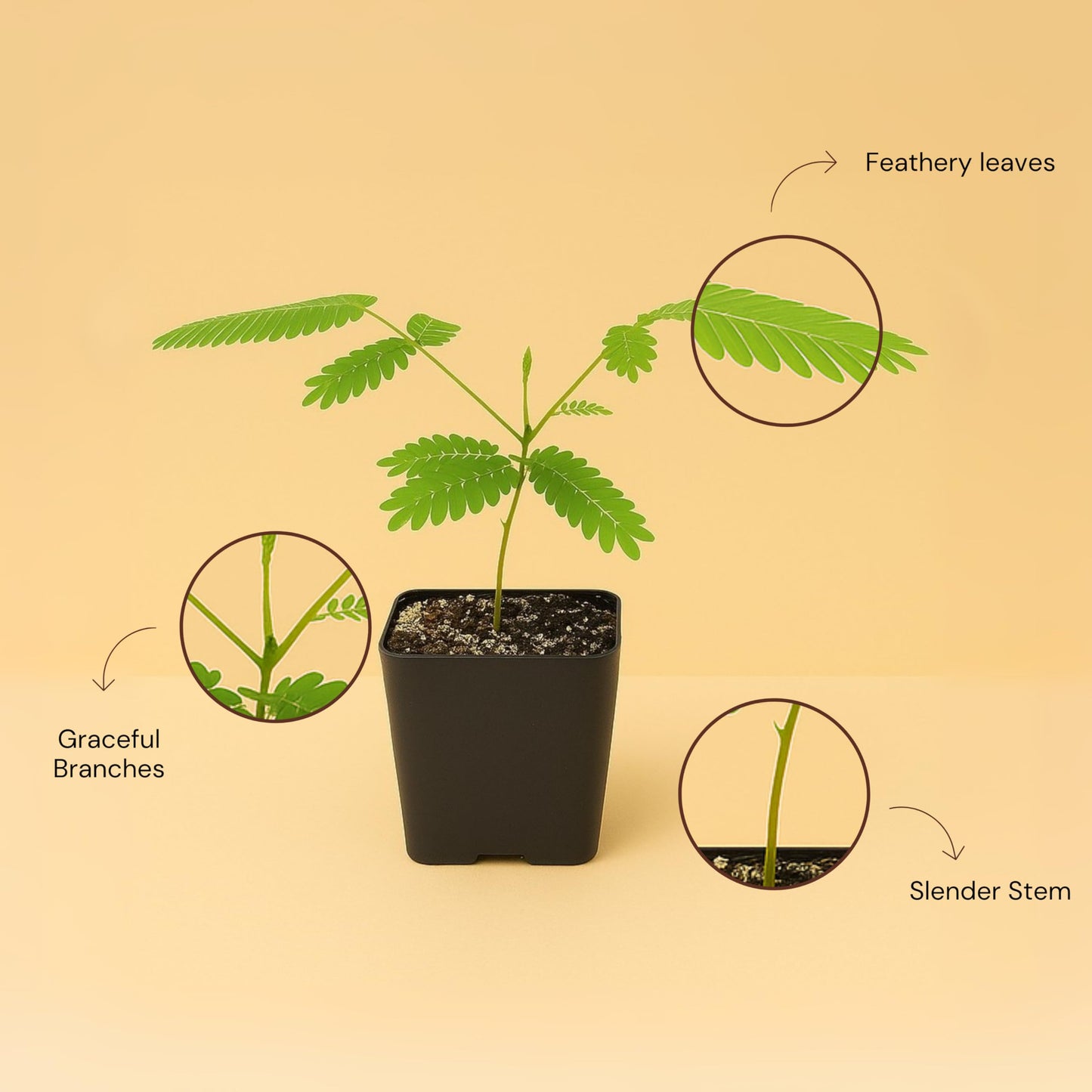 Pink Flower Persian Mimosa Silk Tree Live Starter Plant Albizia Julibrissin 2 Inch Pot (1)