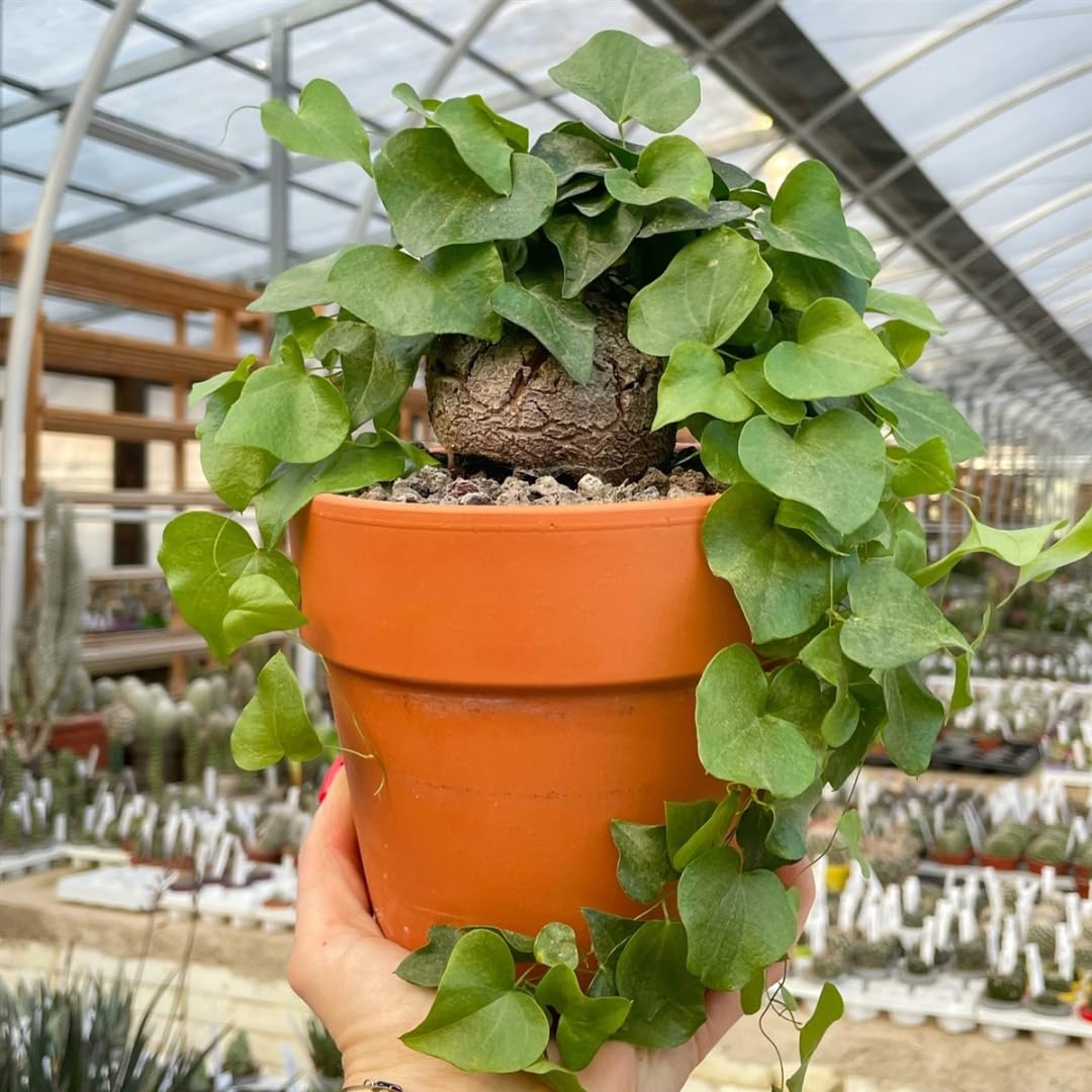 Starter Elephant's Foot Caudex Exotic Plant Live, Rare Houseplants in 3" Pot, Perennial Vine Live Plants Indoor Outdoor Ornamental and Planting