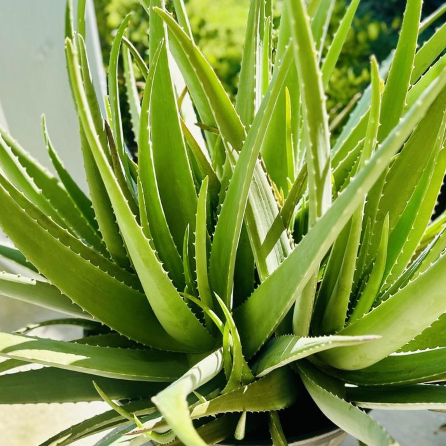 Aloe Vera Aloe Vera Live Plant for Planting in Size 2 Inch Pot | Vibrant, Low-Maintenance Aleo Plant for Patio, Balcony & Indoor Spaces | Perfect for Plant Enthusiasts & Beginners