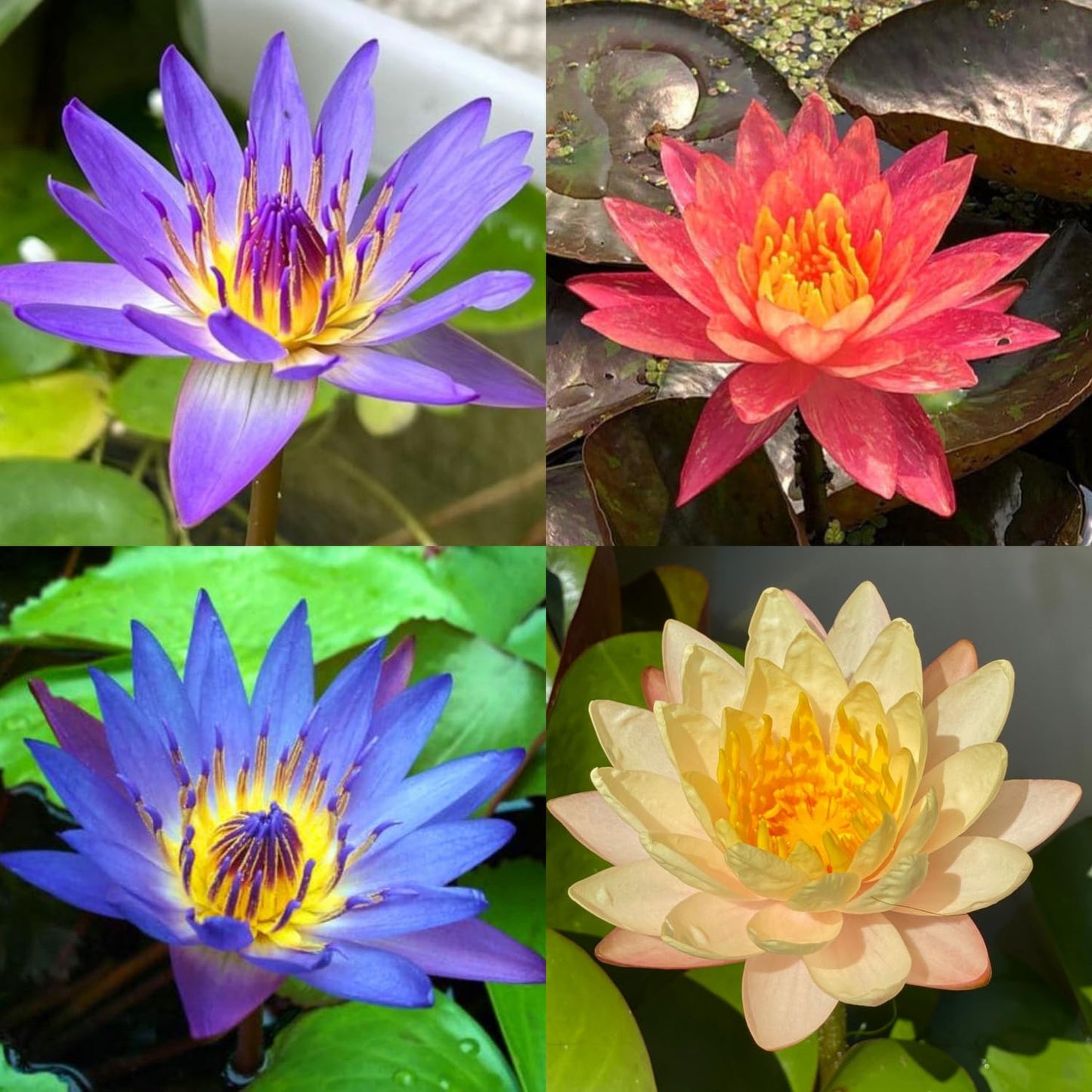 4 Pack Pre-Grown Hardy Waterliy Live Tuber in Yellow, Red, Blue Flower for Indoor-Outdoor Pond Decoration