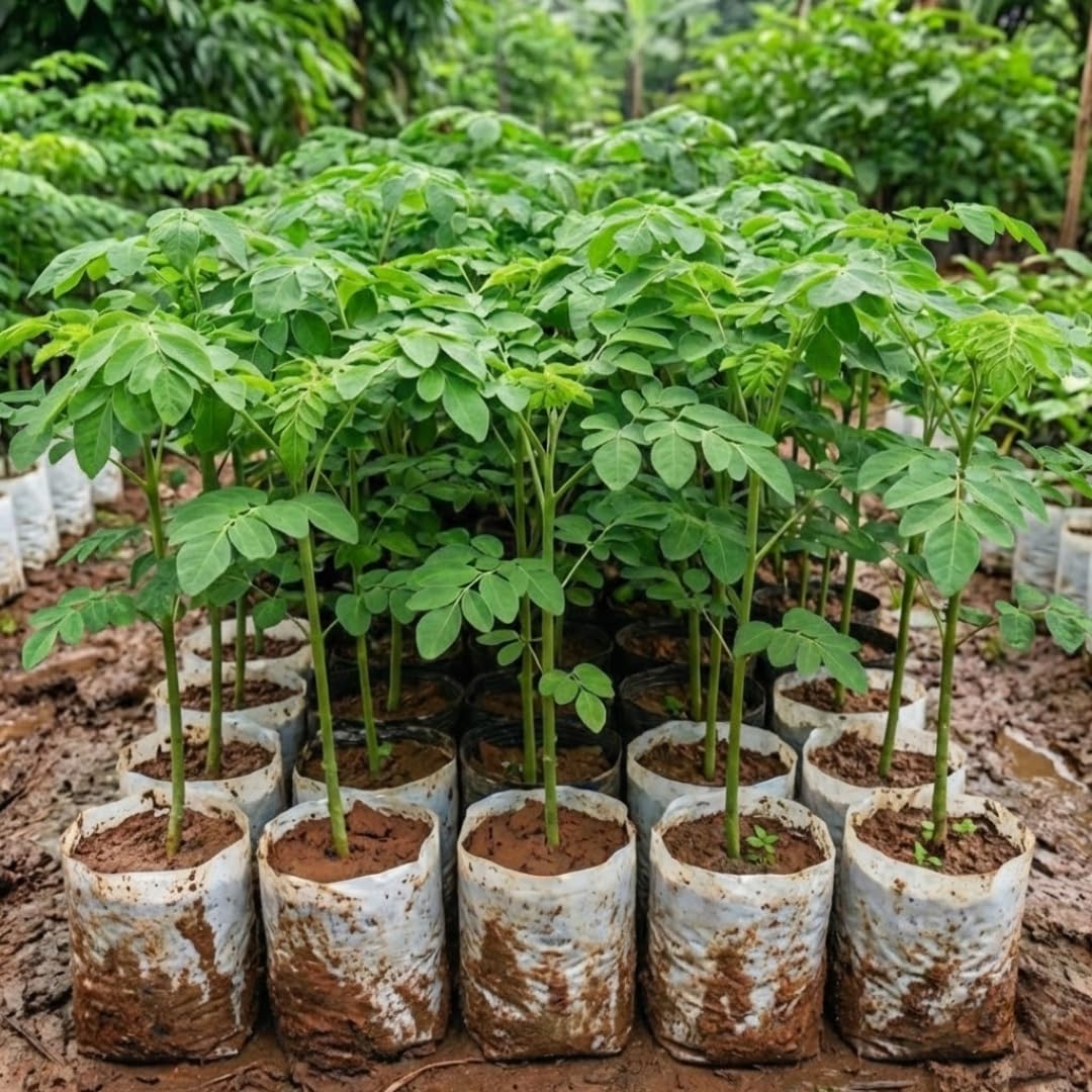 2 Moringa Plants Live Trees for Growing, Malunggay Plants, 5-9" Drumstick Horseradish Tree, Moringa Oleifera Plant Live, No Pot, Well Rooted