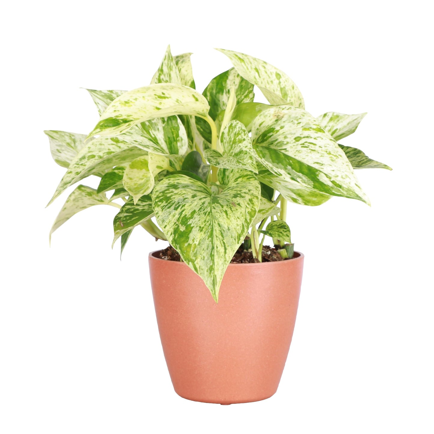 Thorsen's Greenhouse Marble Queen Pothos, Live Indoor Plant, Easy to Grow, Rare Variegated Houseplant, Natural Air Purifier, 4-inch Diameter Pot (Terra Cotta)