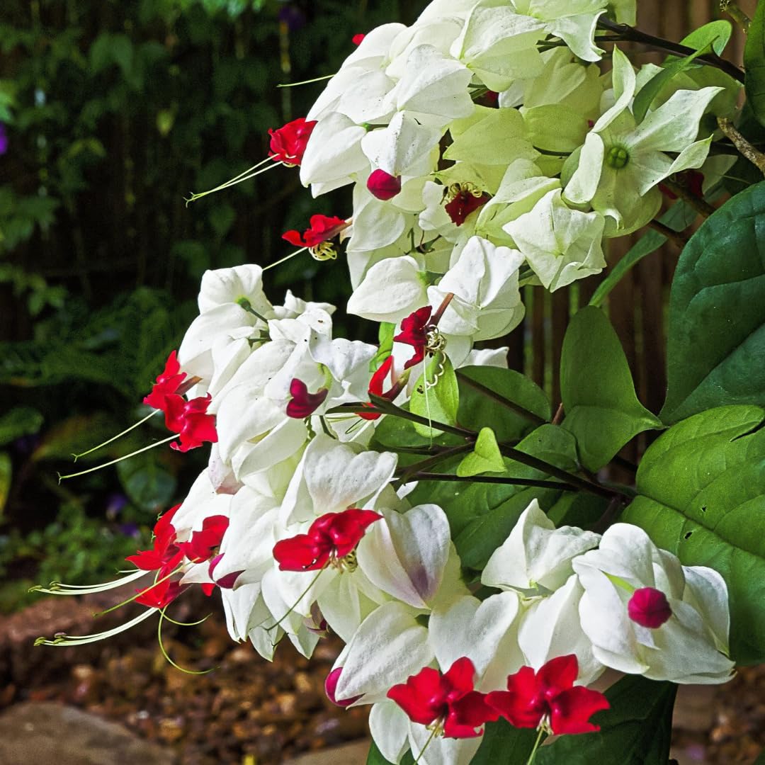 3 Live Bleeding Heart Plants | 4 to 5 Inch Tall | Clerodendrum Plant with White Blossoms | for Trellises, Patios, or Balconies