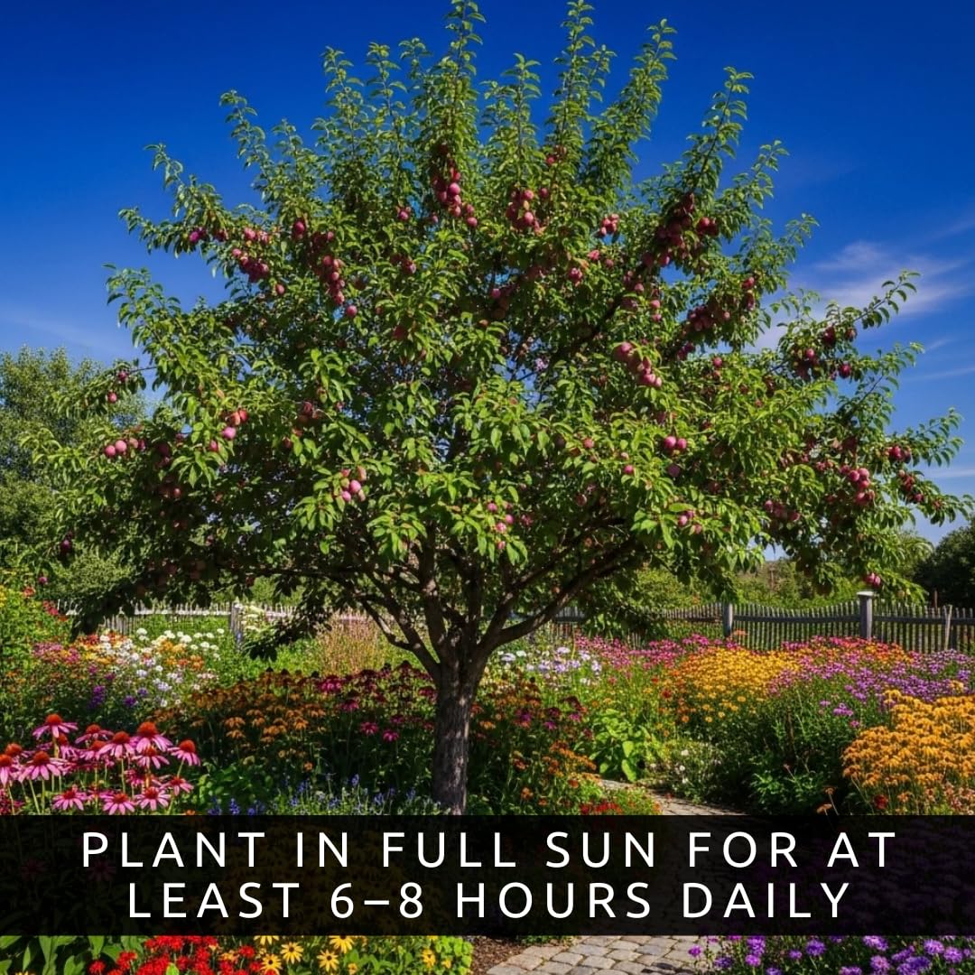 2 Sweet American Plum Tree Seedlings for Planting – Well-Rooted 1-Year-Old Trees (2), Easy-to-Grow Fruit Trees for Home Gardens, Backyard Orchards, and Fresh Plum Harvests