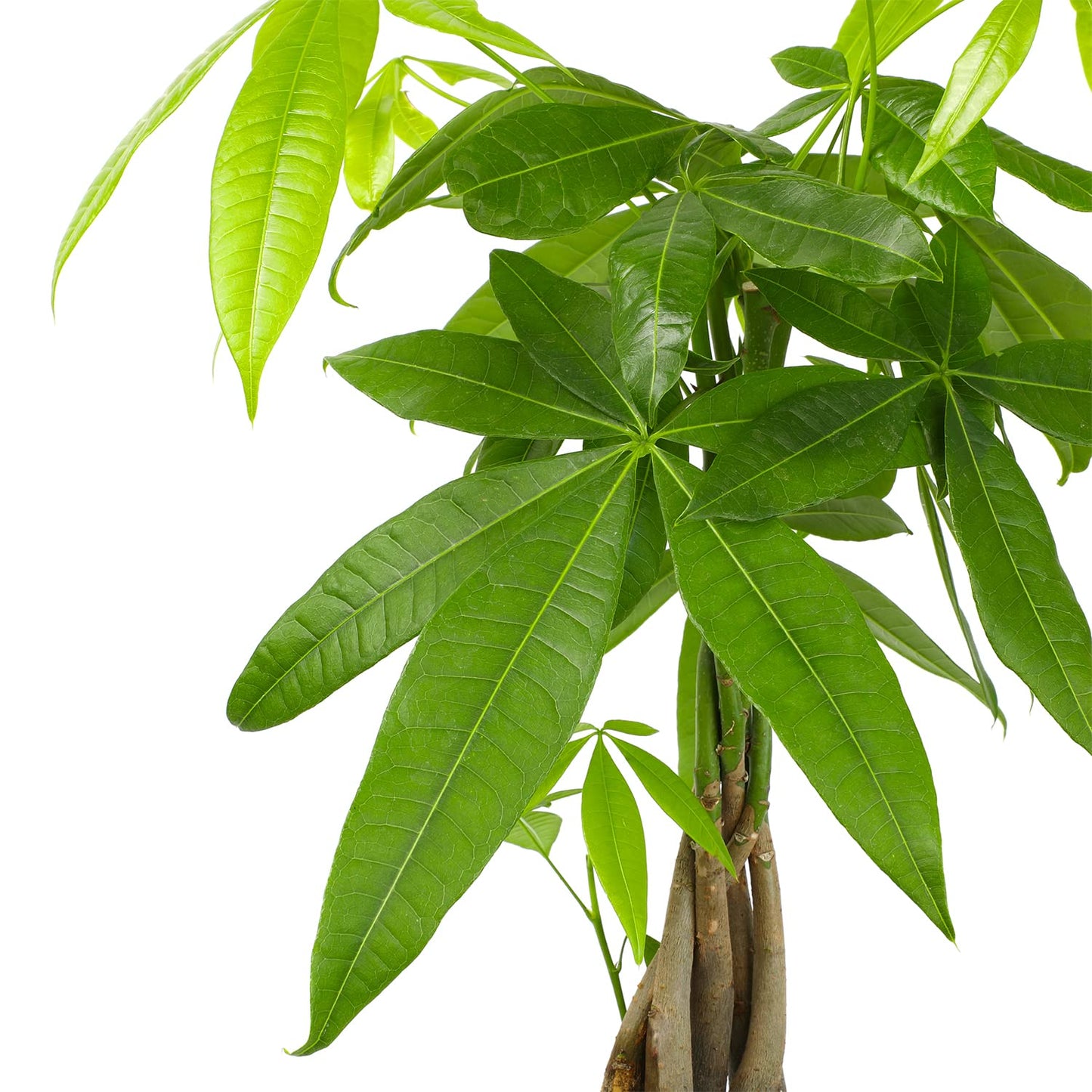 Money Tree Plant Indoor House Plants, Chinese Money Plant Decor, Bonsai Tree Feng & Essential Houseplant Collection (4PK) Live Plants Indoor Plants Live Houseplants in Plant Pots
