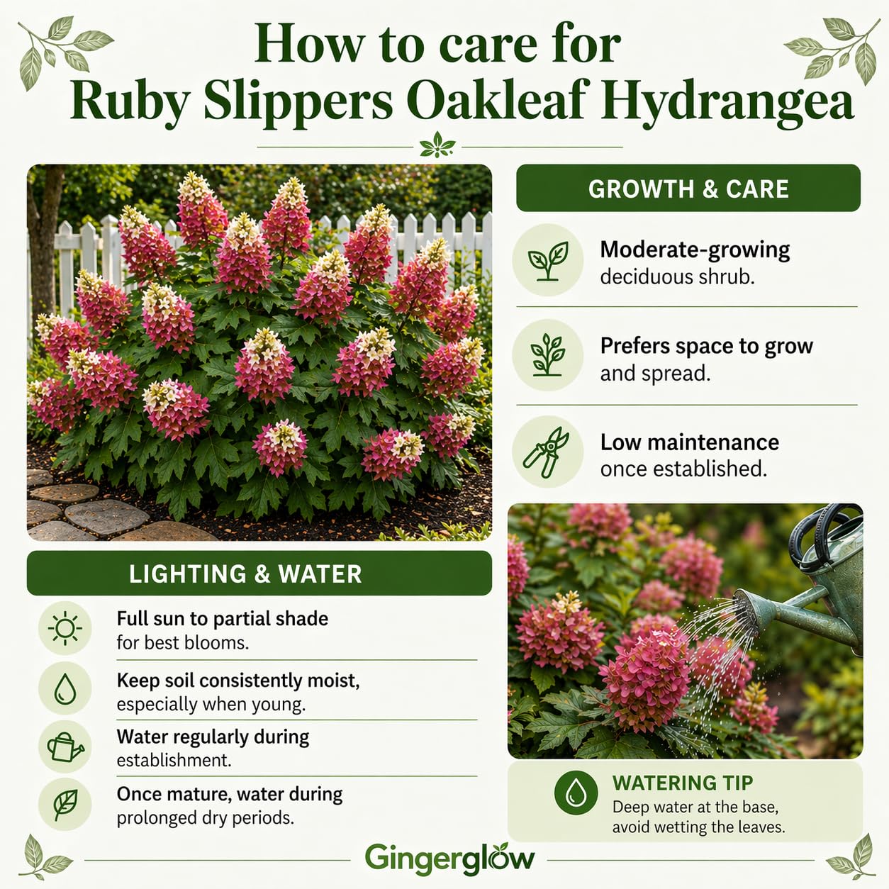 Ruby Slipper Oak Leaf Hydrangea Live Plant Shrub, 6-10" Tall in a Quart Pot, Easy Care Hydrangea Bushes Ready to Plant, White to Pink Changing Blooms for Garden Décor & Outdoor Spaces