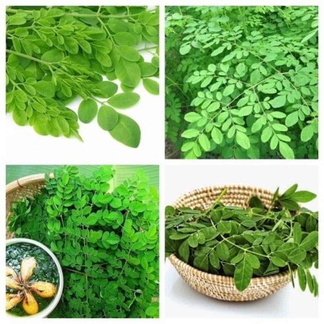 1 Pack 2 Moringa Trees Live Plants, Drumstick Malunggay Tree, Moringa Oleifera Herb Horseradish, 5 to 10 Inc Tall