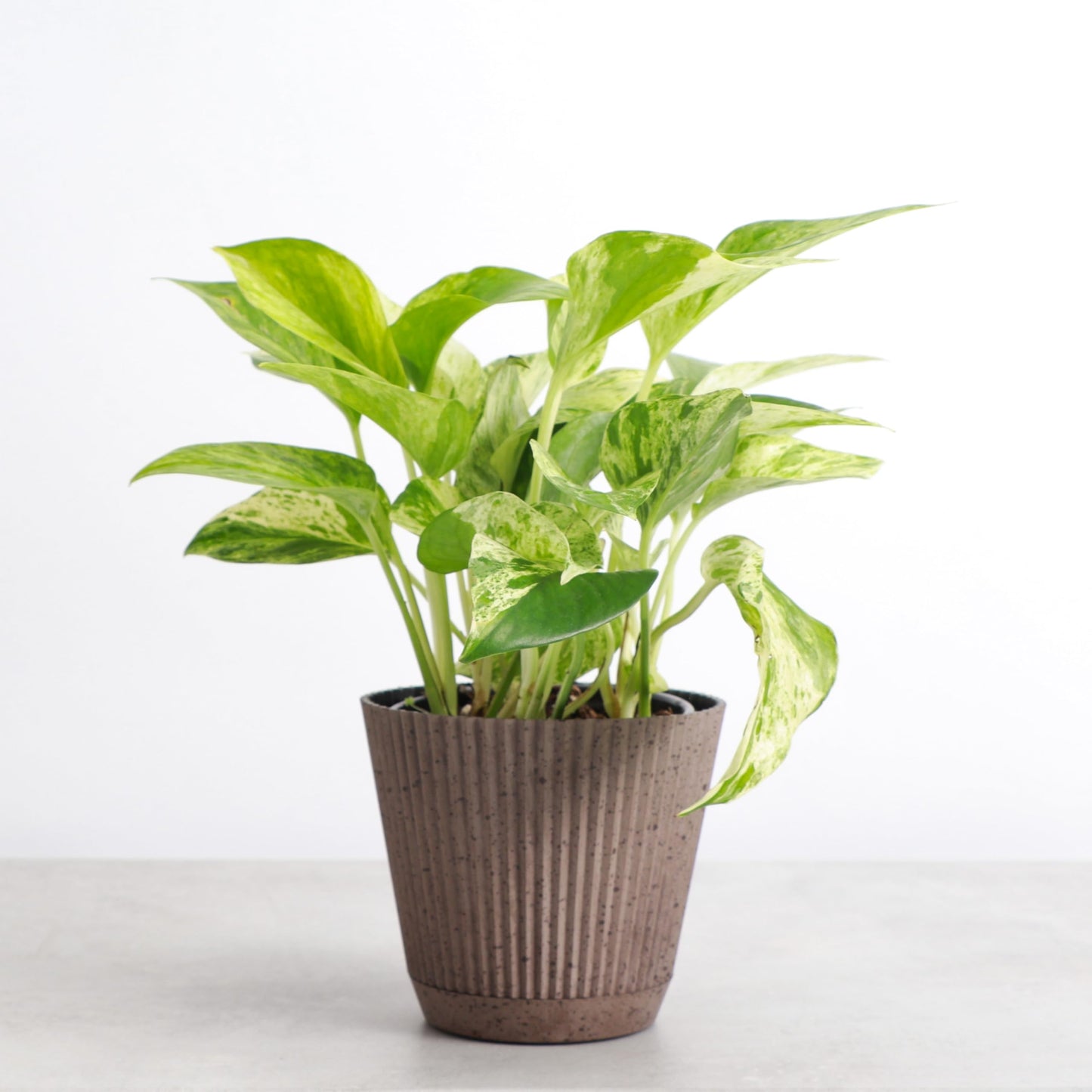 Thorsen's Greenhouse Marble Queen Pothos, Live Indoor Plant, Easy to Grow, Rare Variegated Houseplant, Natural Air Purifier, 4-inch Diameter Pot (Coffee)