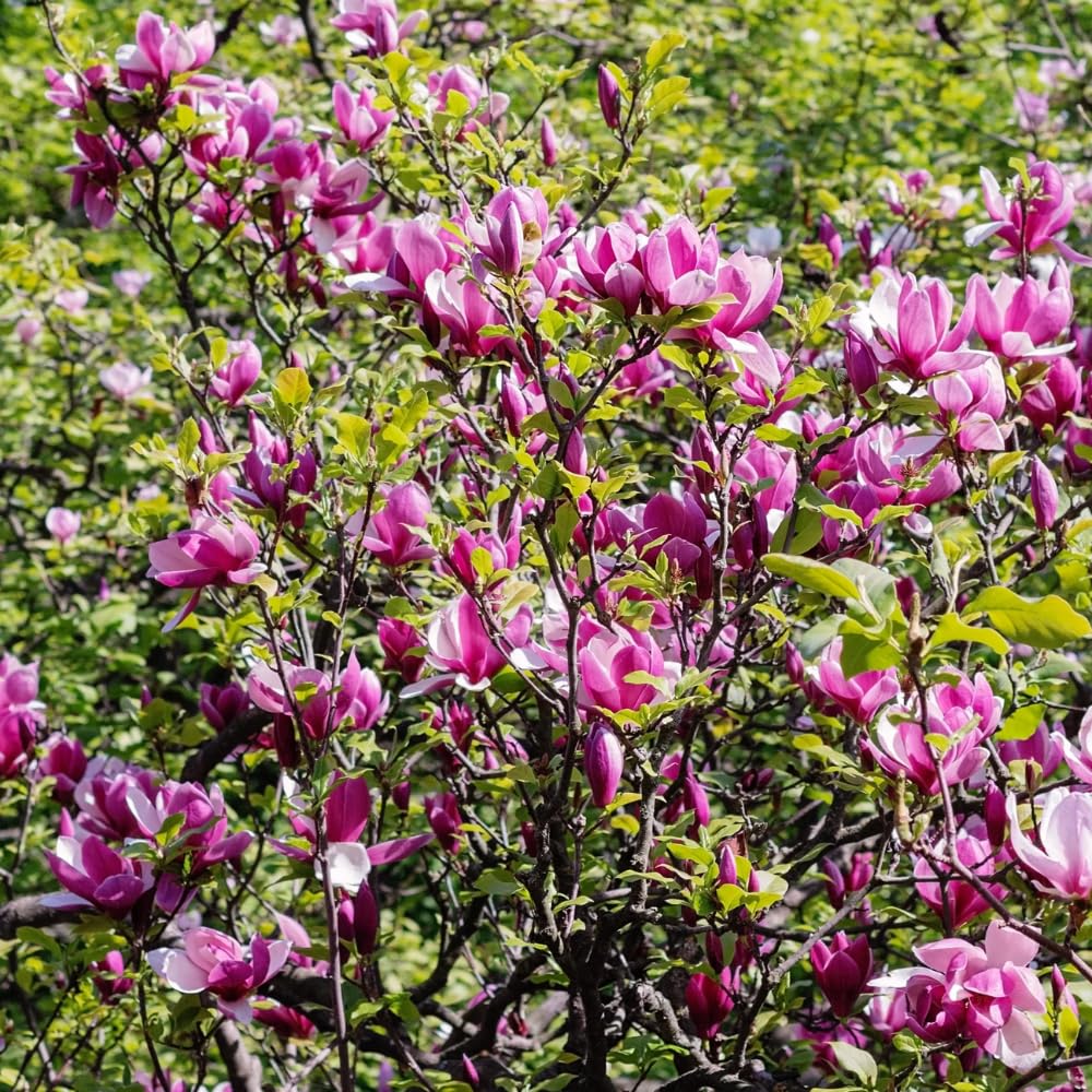 Jane Magnolia Plant Live, 6-12 Inch Tall, Magnolia Tree in 2.5” Pot, Flowering Ornamental Tree