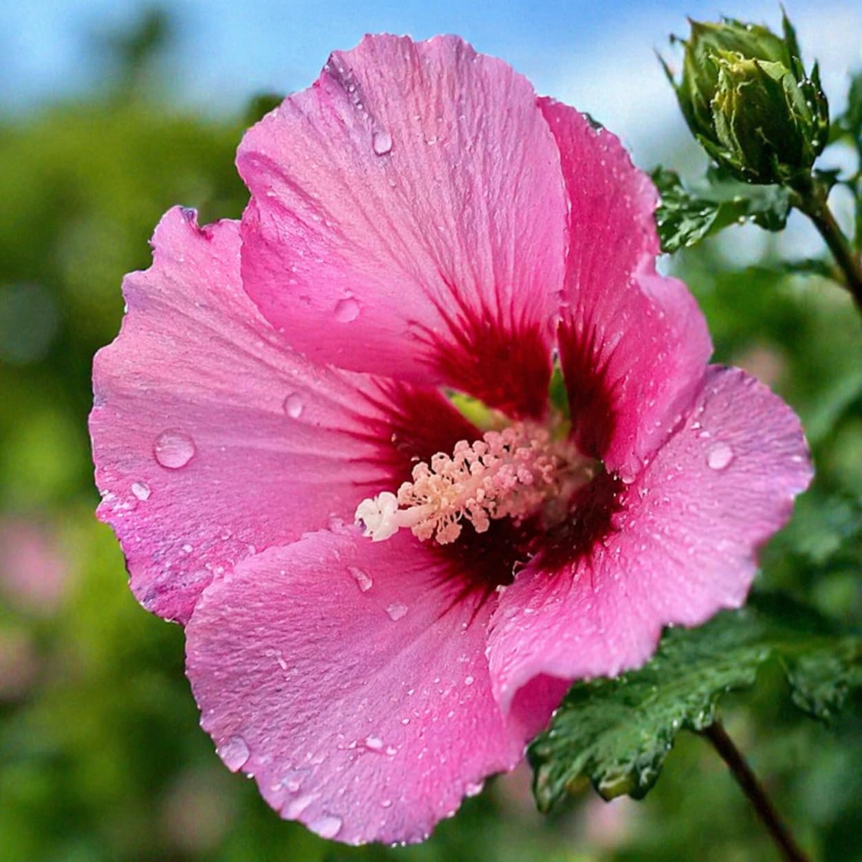 5 Pink Aphrodite Rose of Sharon Shrubs - 10-18" Tall Live Plants - Pink Althea Flowering Trees/Bushes - Hibiscus syriacus 'Aphrodite' - (5 Pack)