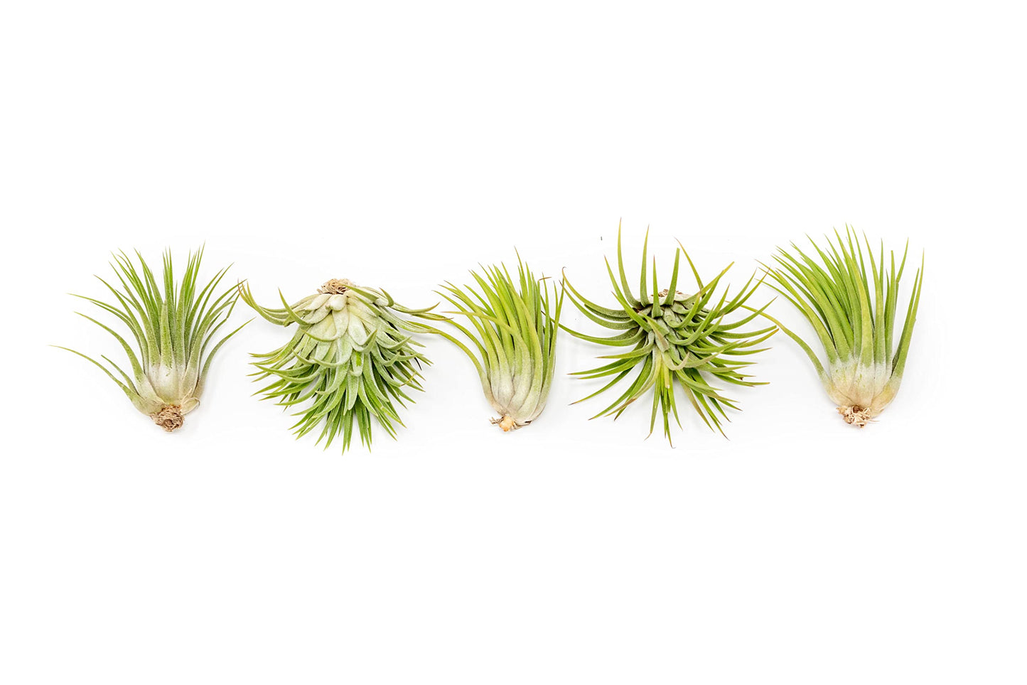 5 Pack Assorted Large Ionantha Rubra Air Plants - Live Succulent House Plants - Available in Wholesale and Bulk - Home and Garden Decor - Easy Care Indoor/Outdoor Air Plant