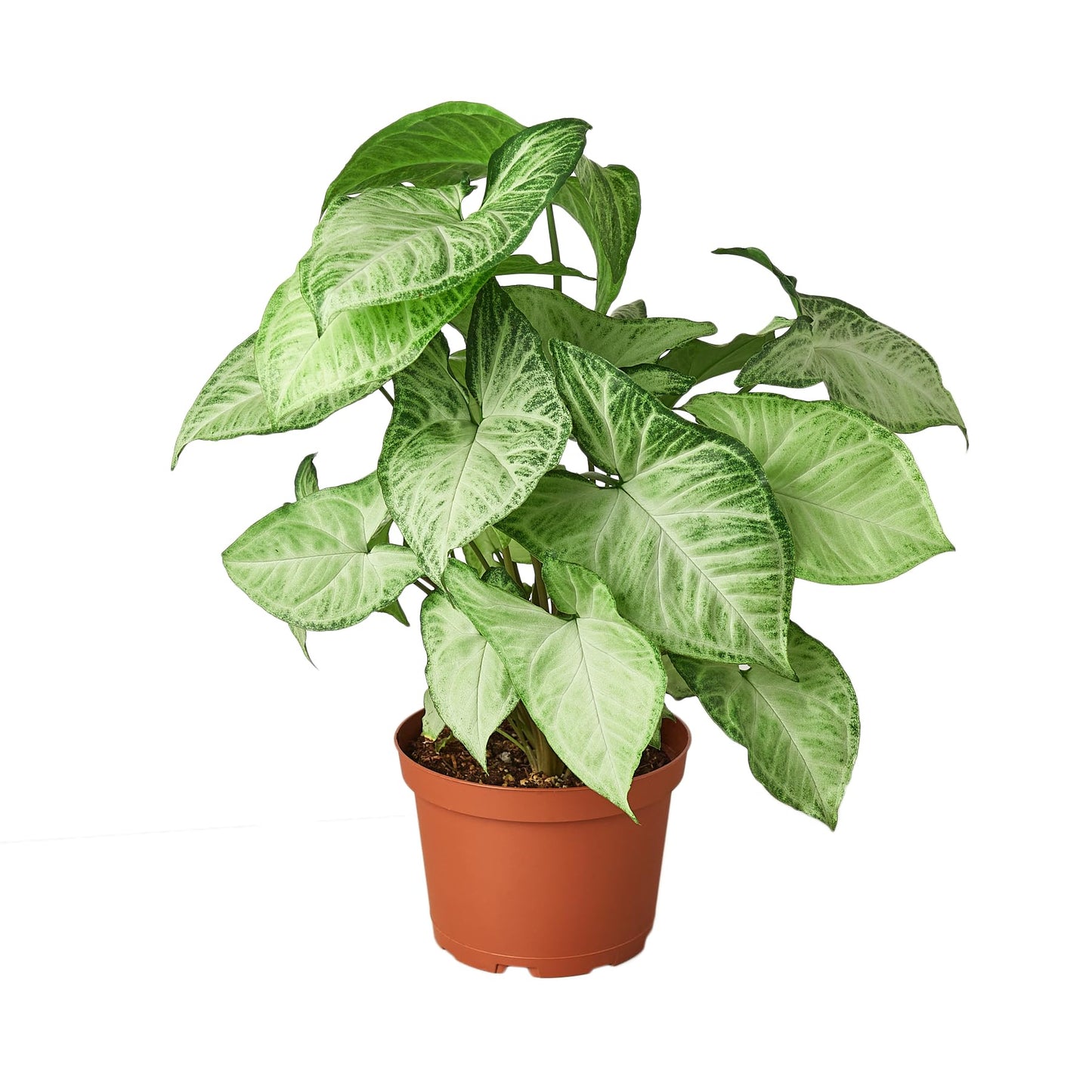Syngonium White Butterfly | Live Plant for Indoor & Outdoor | for Living Room, Office, Bathroom | (6" Pot)