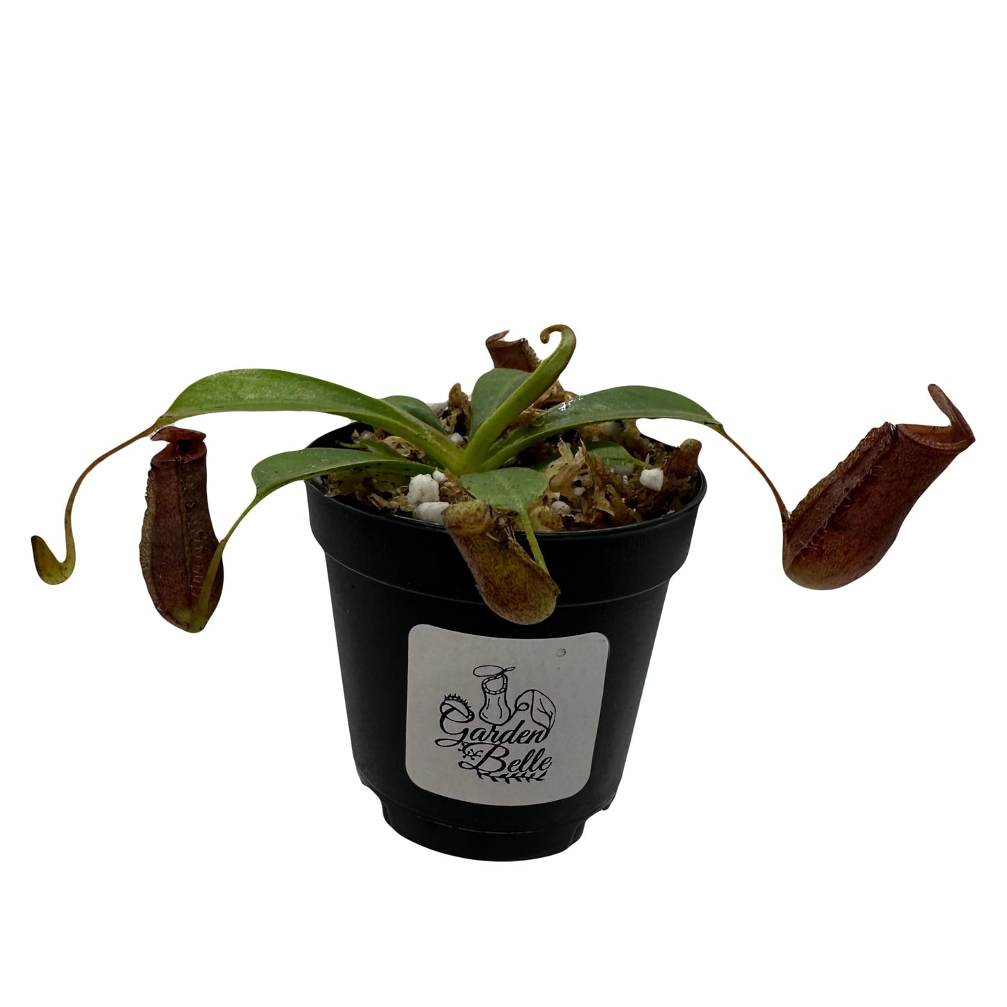 Set of 3 Nepenthes Carnivorous Pitcher Plants in 2” Pot (Briggsiana, Rebecca Soper, and Ventricosa X Ampullaria 'Black Miracle')