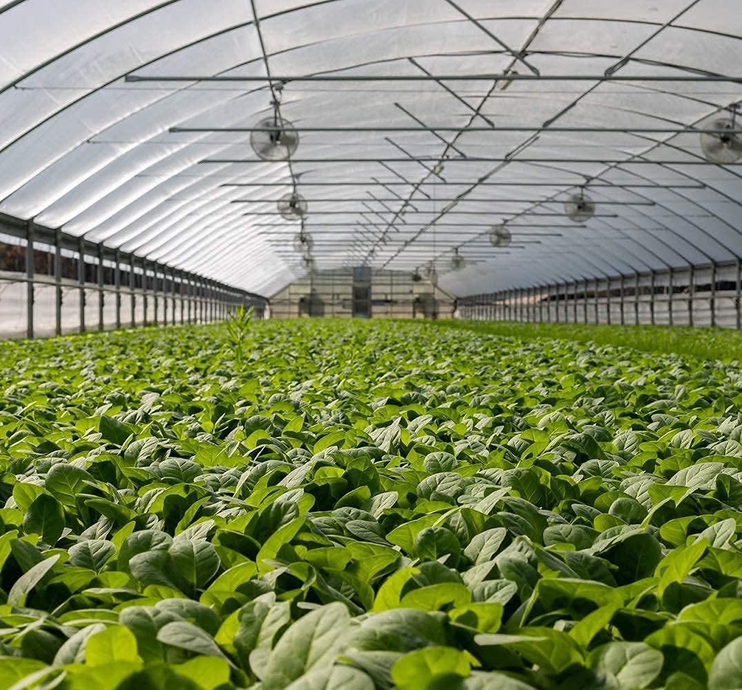 Garden Netting Pest Barrier: 10'x20' Fine Bug Netting for Garden Protection Row Cover Raised Bed Screen Mesh Greenhouse Mosquito Net, Protecting Tree Plants Vegetable Flowers Fruits