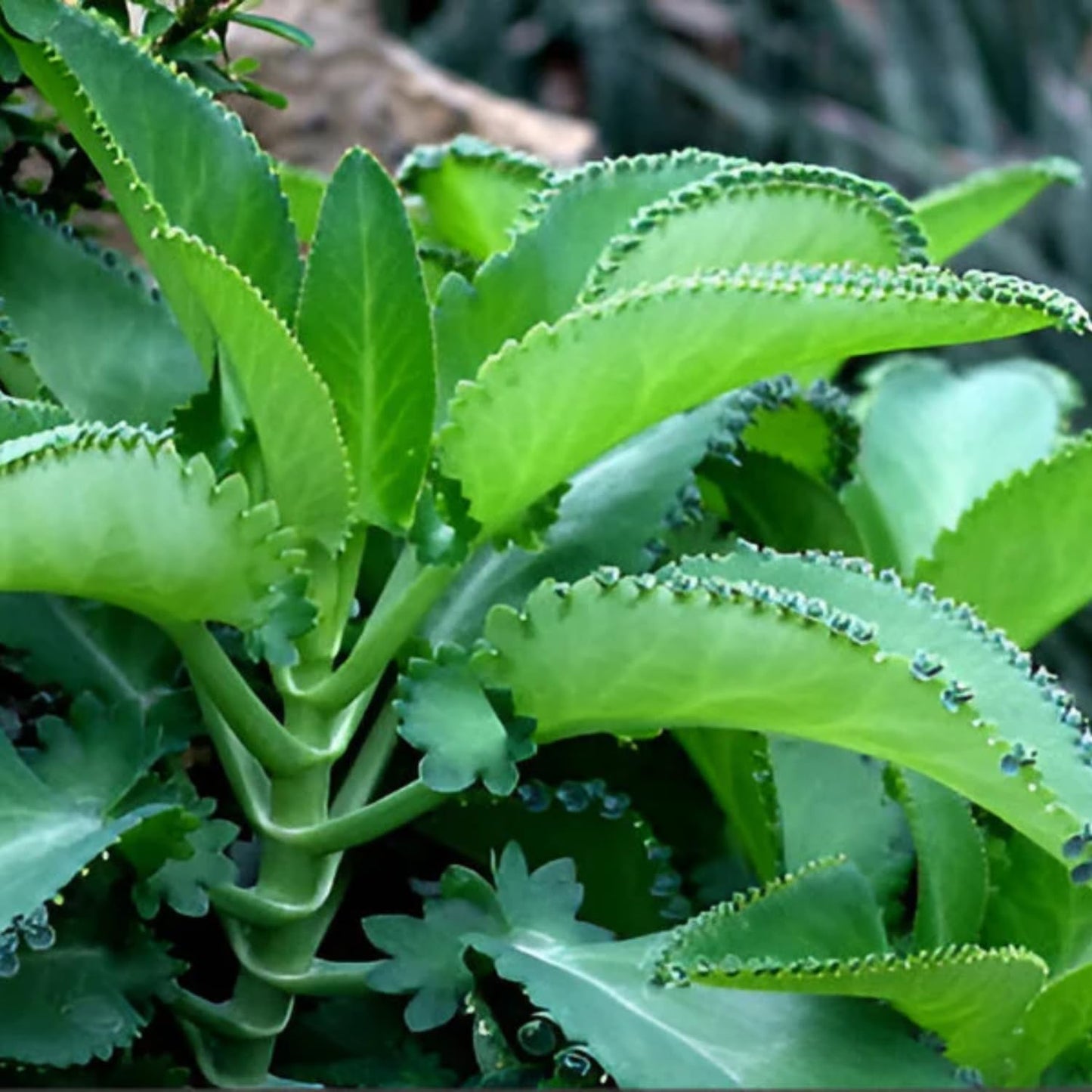 Kalanchoe Mother of Thousands Plant Live, Rare Kalanchoe Succulent Flowering Home Garden, in 2" Pot