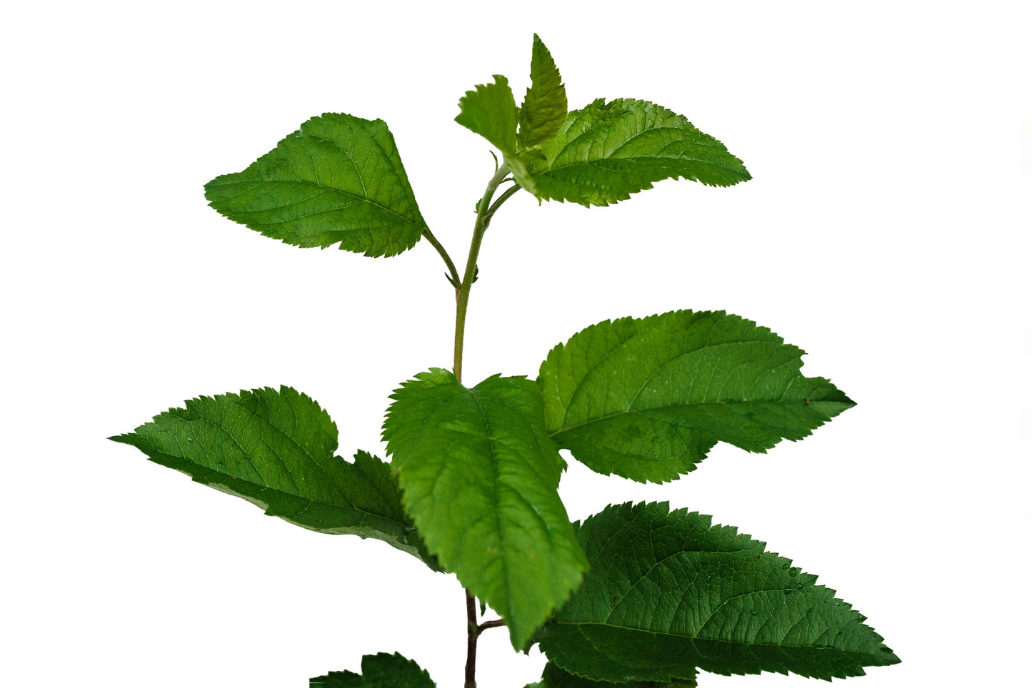 Antonovka Apple | Medium Tree Seedling | The Jonsteen Company