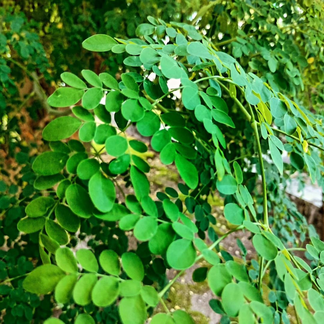Malunggay Plant Live in Pot, 1 Moringa Oleifera Drumstick Horseradish Tree 6"-8" Tall from Bottom Pot for Planting