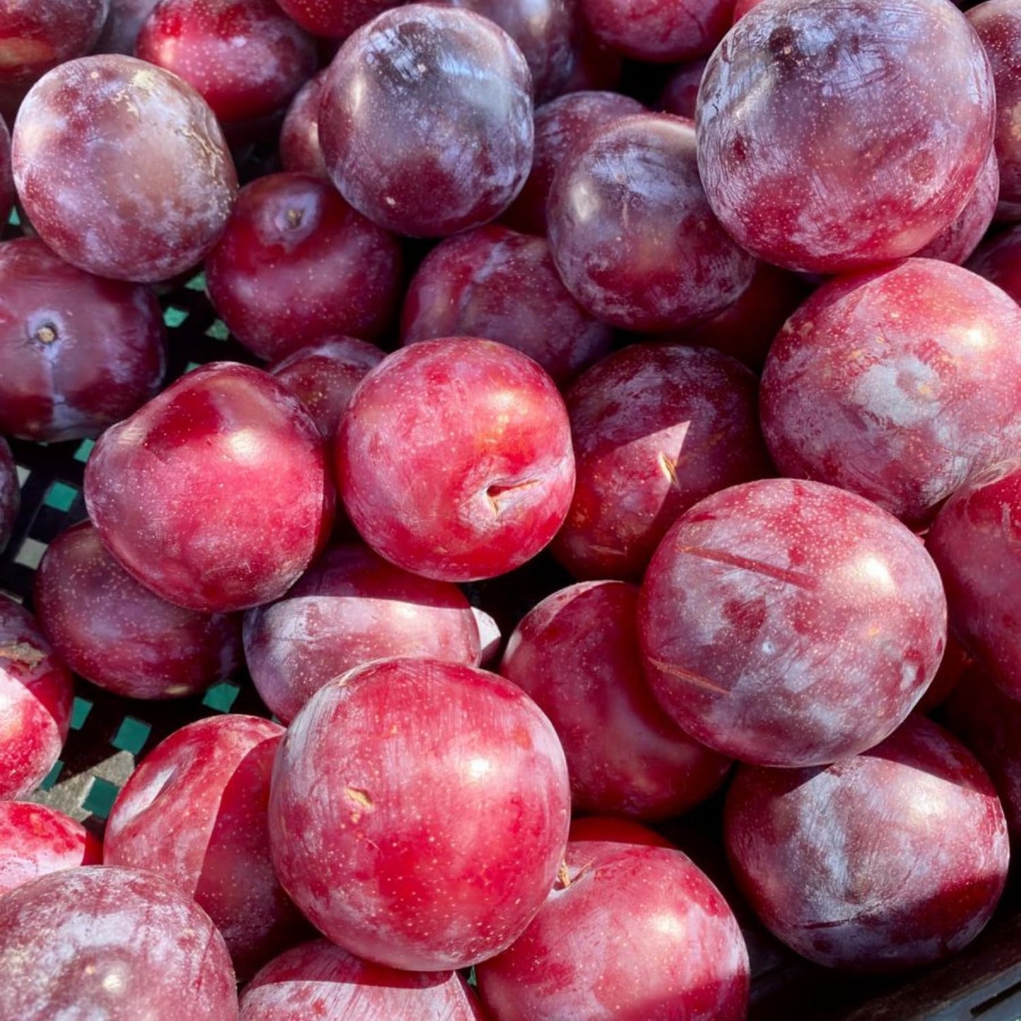 Red Plum Tree Live Plant 2-3 Feet Tall, Sweet, Juicy Fruit Tree for Garden or Patio, Hardy, Winter Dormant, Bareroot No Leaves