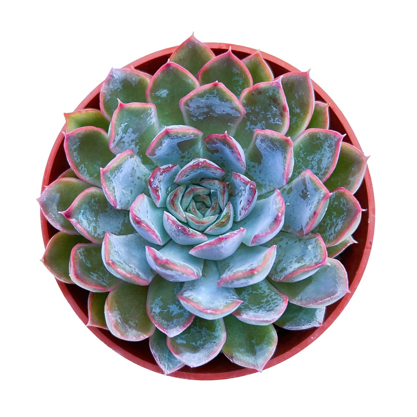 Sprout N Green Echeveria Orion, Live Succulent Plant Fully Rooted in 4" Pots with Soil Mix, Real Houseplant for Indoor Outdoor Home Office Wedding Decoration Party Favor, Pet Friendly