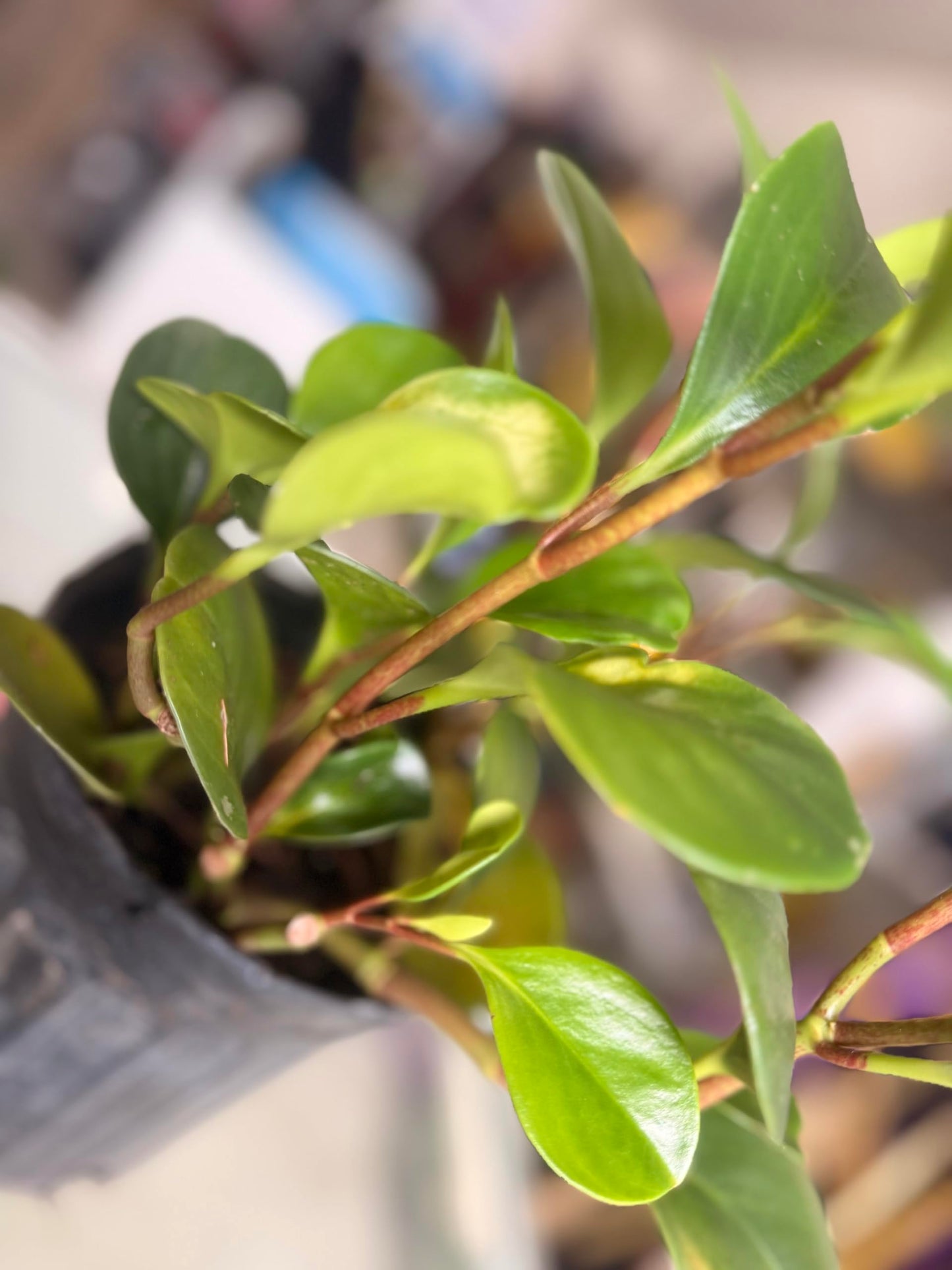 Plant of Money. Peperomia obtusifolia, Live Indoor Plant, 4 inch Pot.