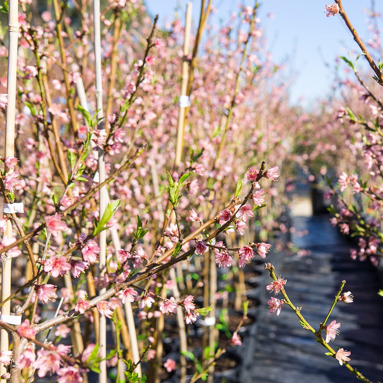 Perfect Plants Flordaking Peach Tree 4-5ft. Tall | Large Fruit | Heavy Producer