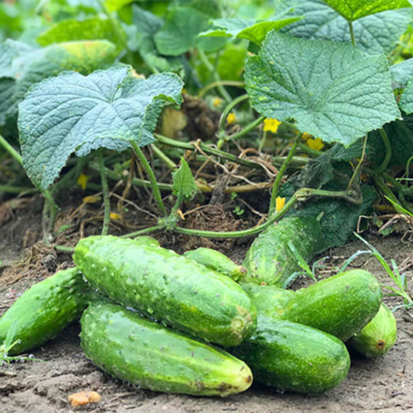 Set of 2 Live Green Cucumber Plants, 3 to 5 Inches Tall, Cucumber Plants Live, 4 Inches Pot, Cucumber Live Plants, Cucumber Starter Plants for Growing, Easy to Plant Outdoor