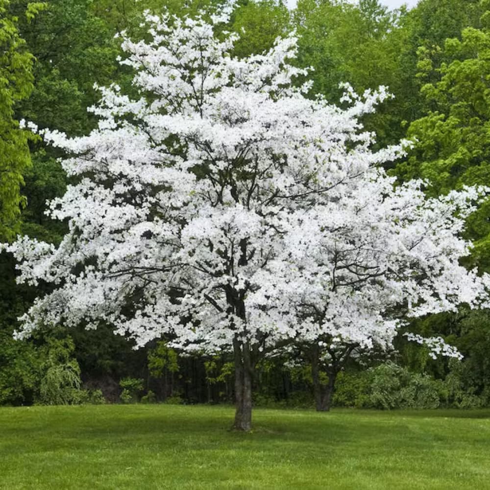 Dogwood Live Tree Plant, Flowering Dogwood Plant Live from 8 to 10 Inches Tall in Quart Pot for Outdoor Planting, Dormant in Winter (White)