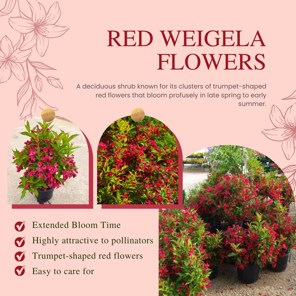 Red Weigela Live Plant Blooming Shrub, 1-2 Ft Hardy Dormant Perennial Flowering Bush for Garden Borders