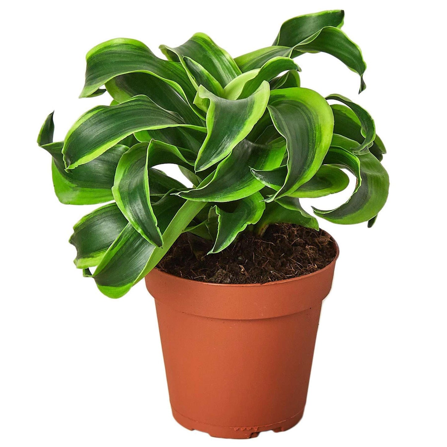 Dracaena Tornado Live Plant for Indoor | Different Houseplants in 4'' & 6'' Pot | Real House Plant for Living Room, Office, Desk & Bathroom | Tornado | Dracaena Fragans