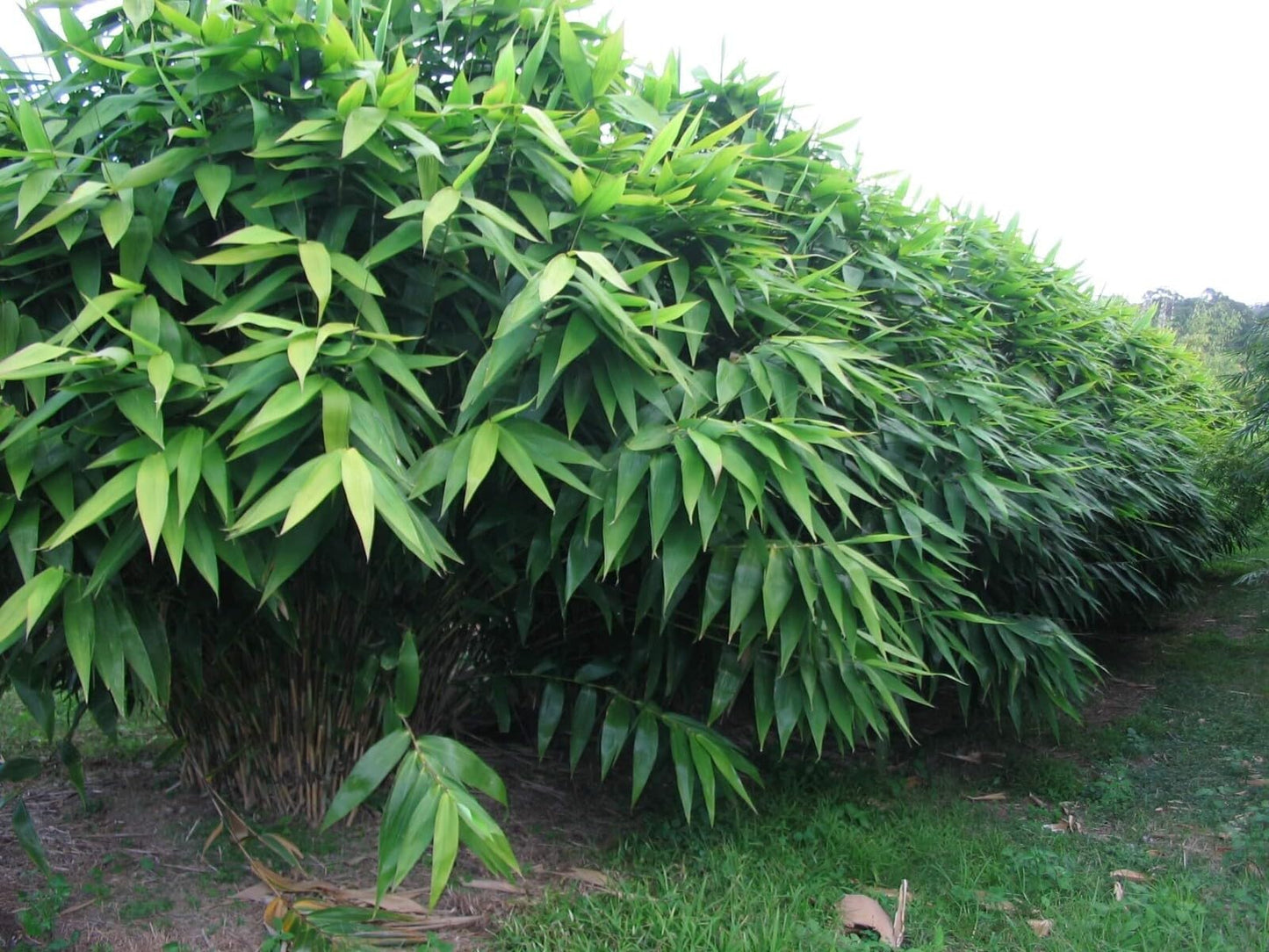 Live Plant - Tiger Grass Thysanolaena Maxima Perennial Grass Small Well Rooted Starter Plant