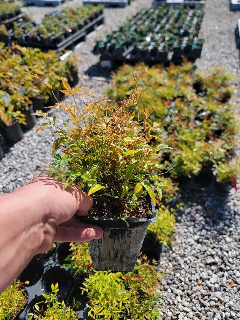 Live Plant - Firepower Nandina Heavenly Bamboo