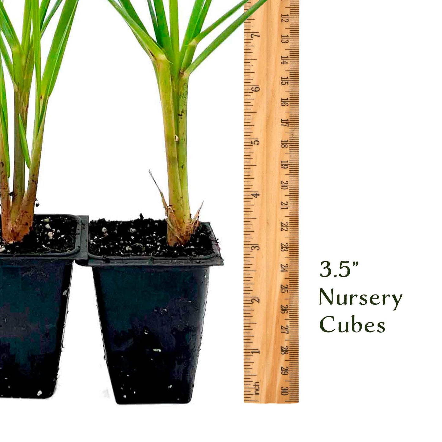 4 Dwarf White Pampas Grass – Compact Ornamental Grass with Large White Plumes for Screens & Accents (Cortaderia selloana ‘Pumila’) in 3.5” Cubes, Live Plants