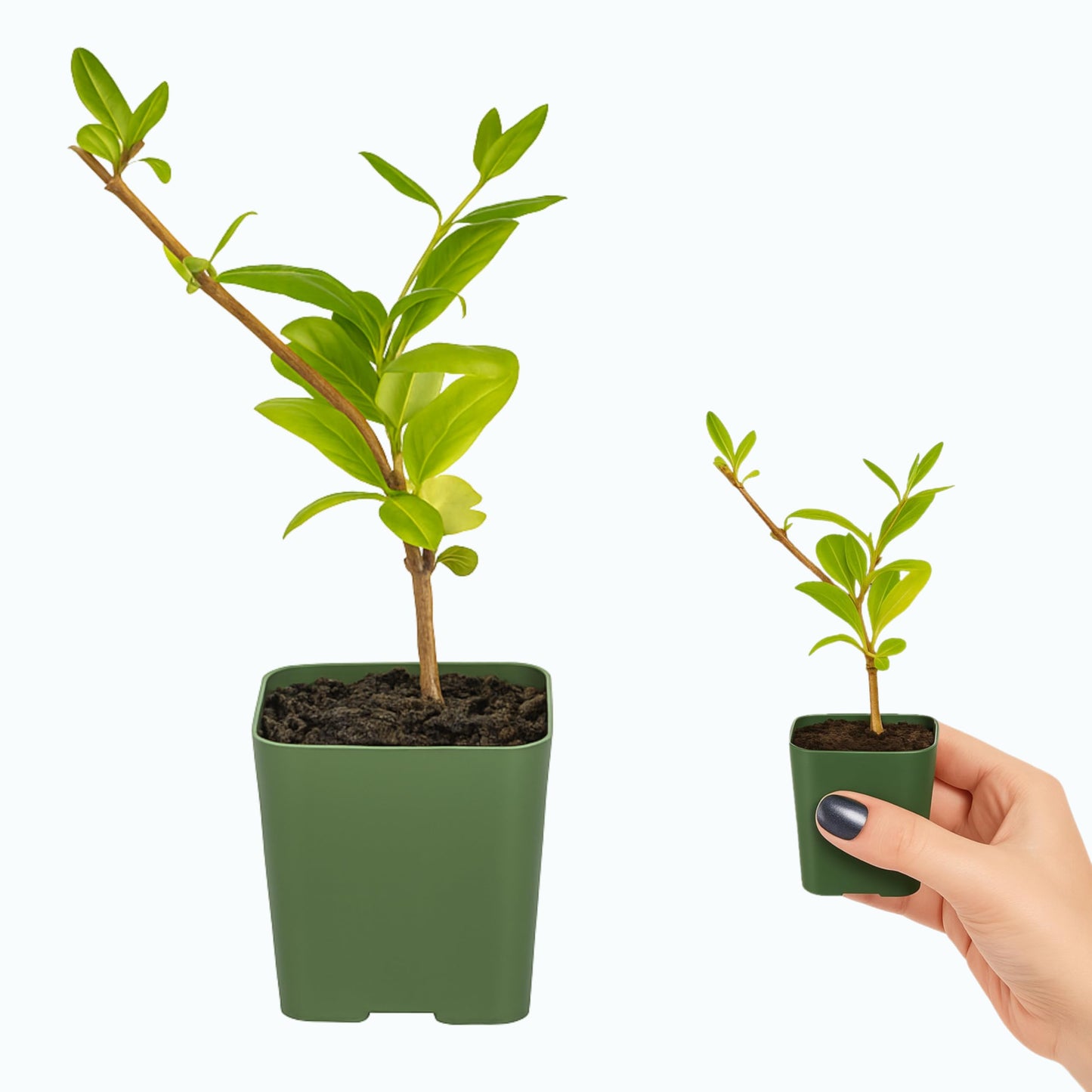 White Fragrant Japanese Honeysuckle Vine, Starter Plant, Climbing Landscape Outdoor Garden Plant 2 inch Pot (5)