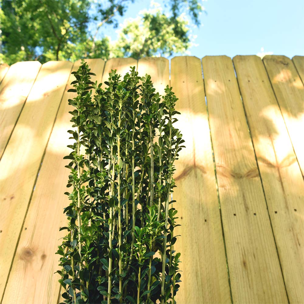Perfect Plants Sky Pencil Holly Live Plant, 2-3', Includes Care Guide