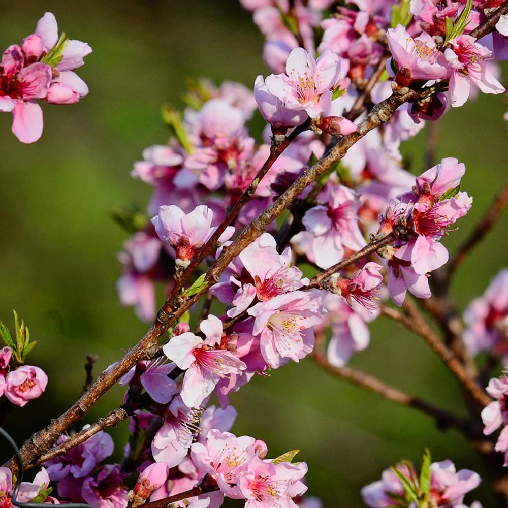 Red Haven Peach Tree, Freestone Pit, Heavy-Bearing, Cold Hardy, 1 gal Nursery Pot, 1-2 ft Tree Height (Due to Agricultural Laws, we Cannot Ship to CA, AZ, AK, or HI), 2 Trees