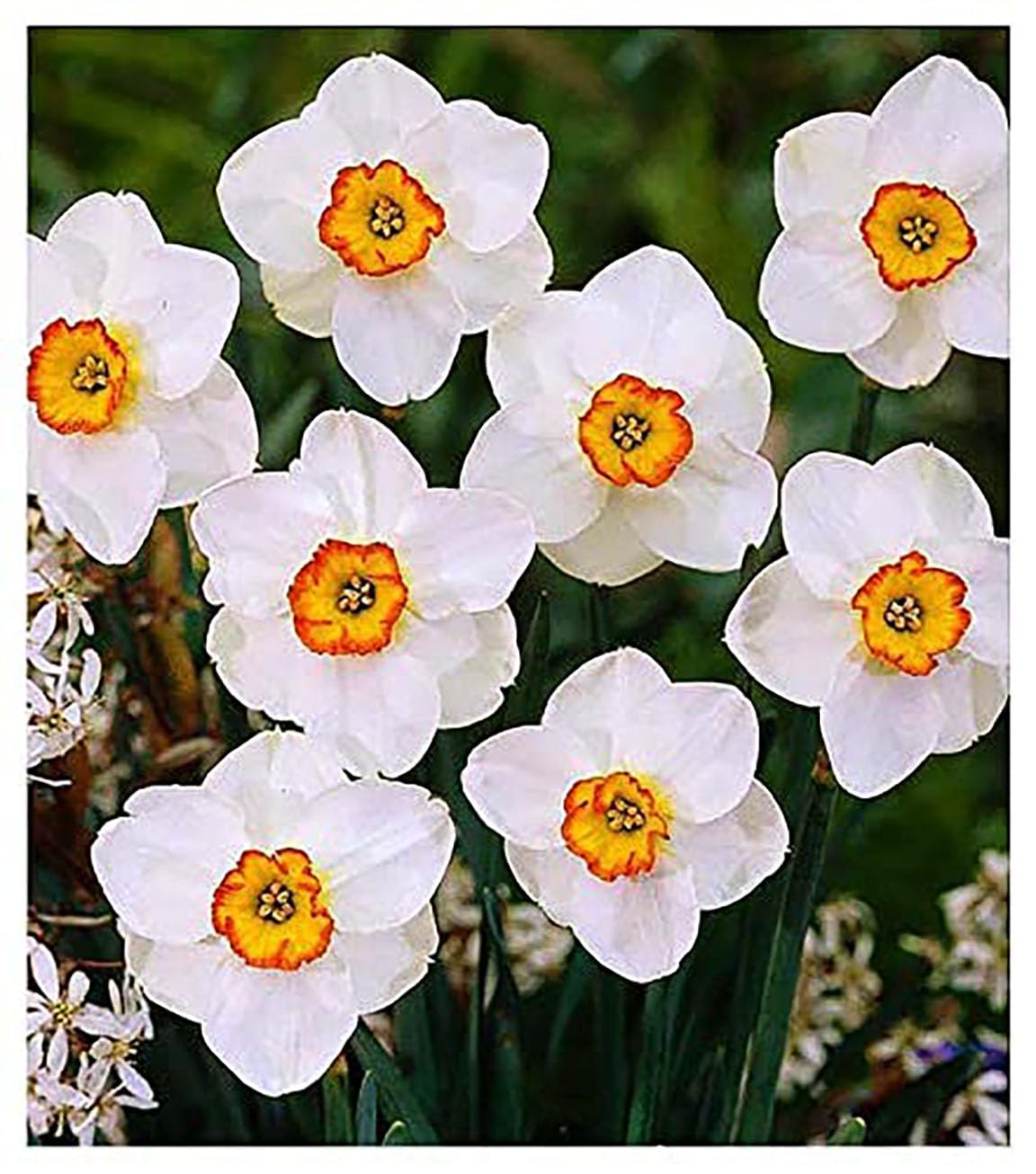 10 Tete a Tete Narcissus Bulbs - Top Size Daffodil Bulbs
