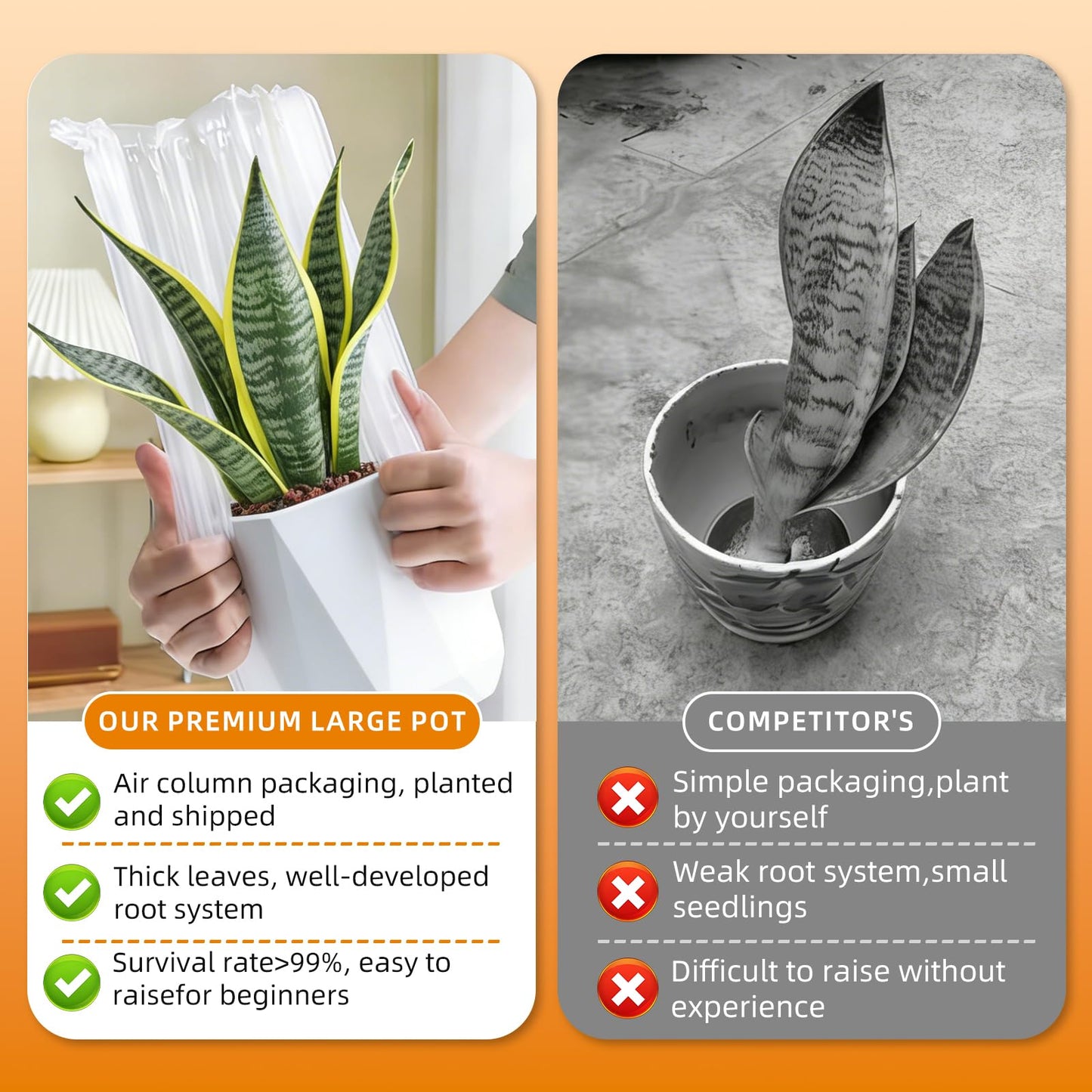 Live Snake Plant Indoor Houseplant,8-10 Inch Mother-in-Law's Tongue Live Plant in Decorative Pot, Easy to Maintain Indoor Succulent Houseplant,Air Purifying Easy Care Succulent