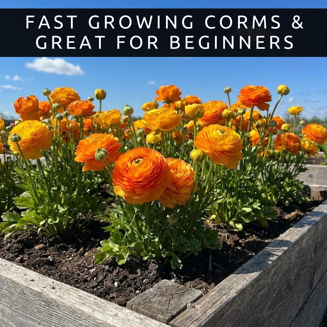 Ranunculus Flower Bulbs for Growing - Perennial Flowers with Extended Bloom Times - Ranunculus Corms for Planting (10 Orange Corms)