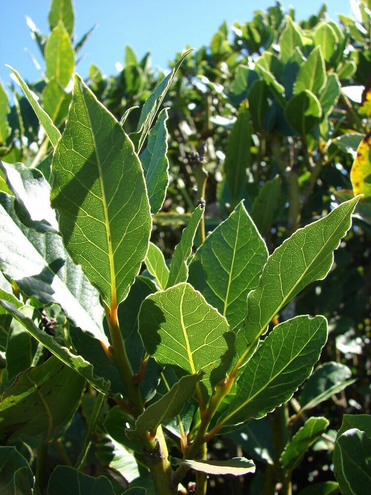 Live Plant - Laurus nobilis Bay Leaf Tree Bay Laurel Sweet Bay Rooted Small Starter Plant!